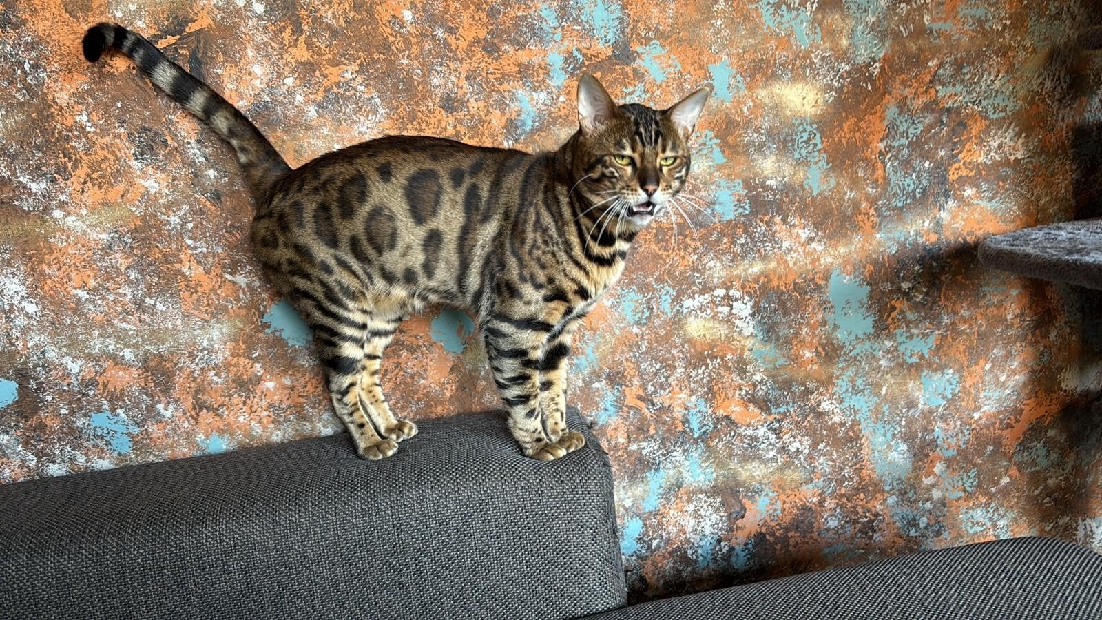 bengaal brown spottet dek kater te koop, Kater, Kortharig, 0 tot 2 jaar