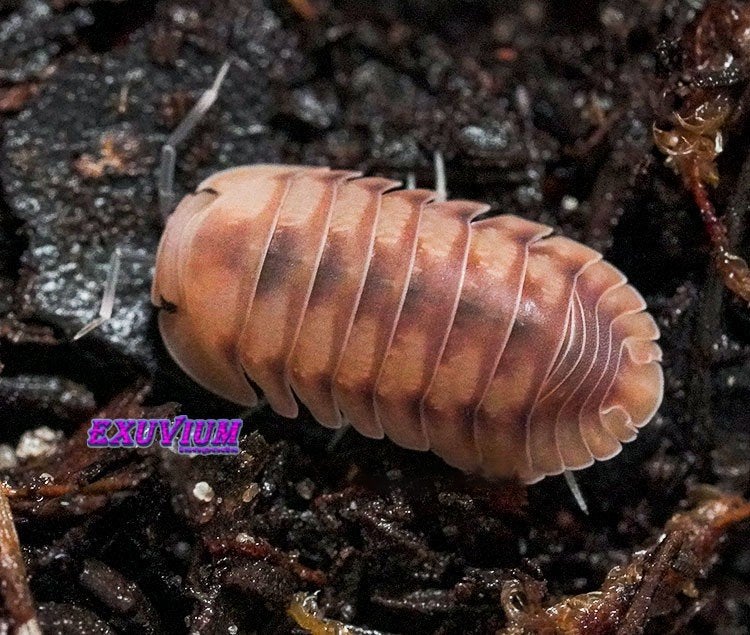 Cubaris sp. Iceflower isopods / pissebedden, Overige soorten