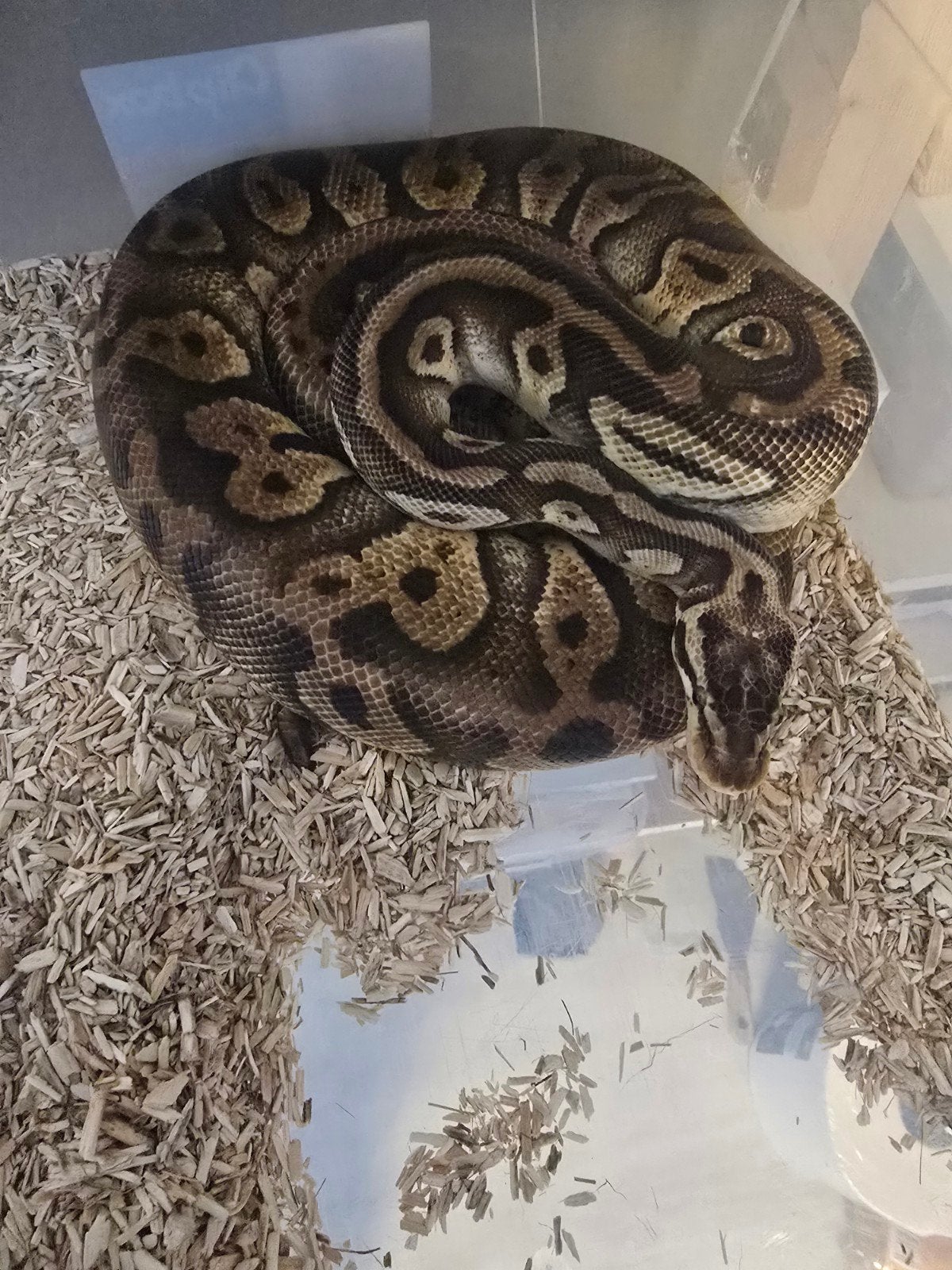 div ball pythons Ball Python photo 4