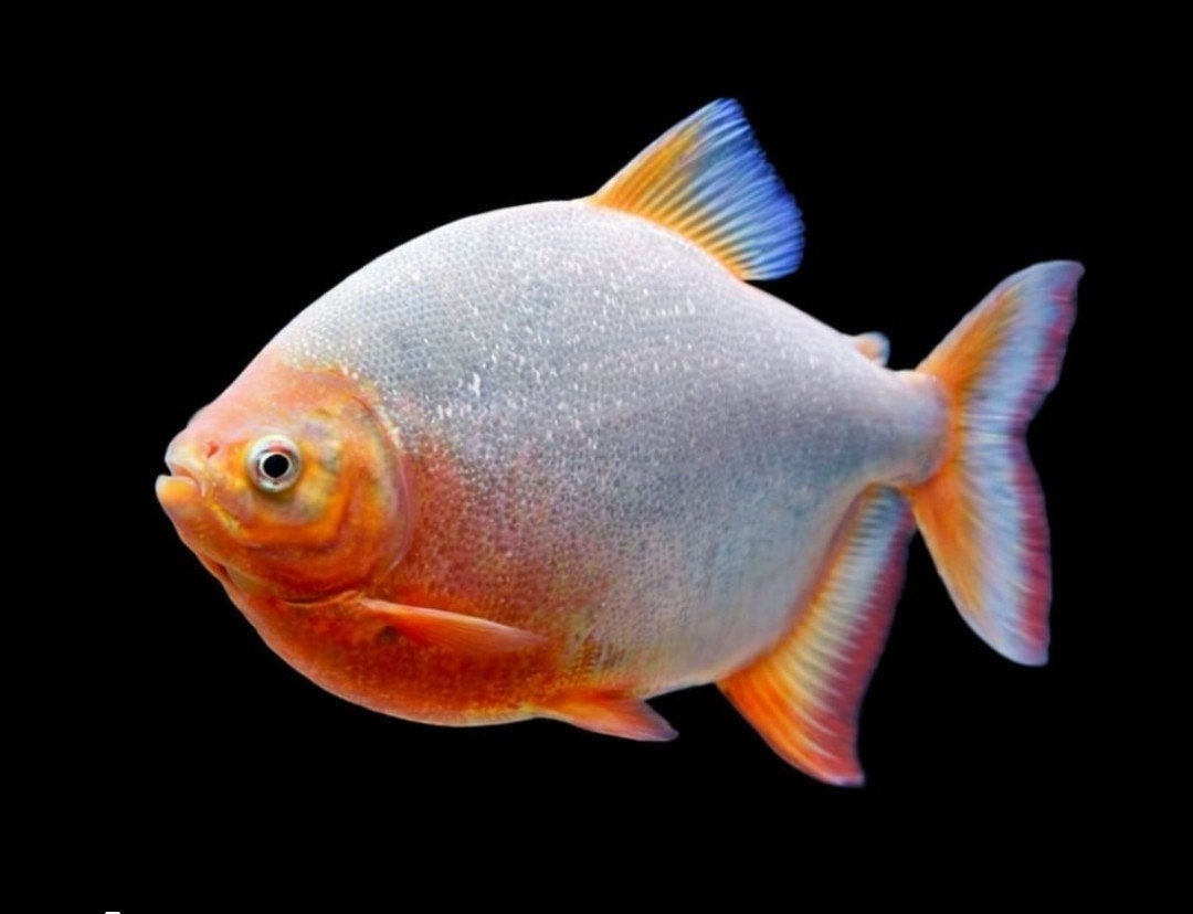 2 pacu albino redfins te koop. 30cm, Dieren en Toebehoren, Vis