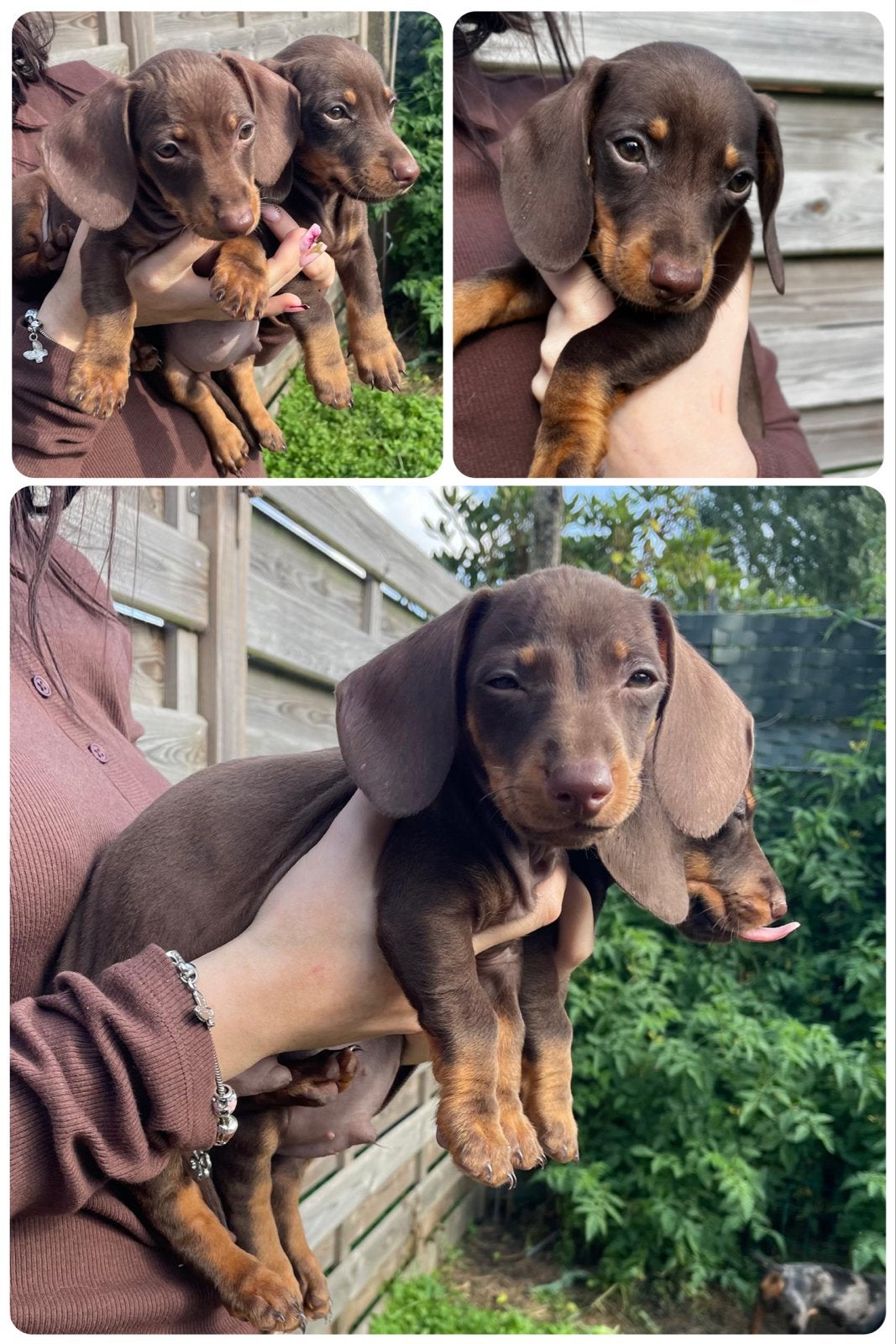 2 choco tan kaninchen reutjes, Kaninchen, België, Particulier, Reu