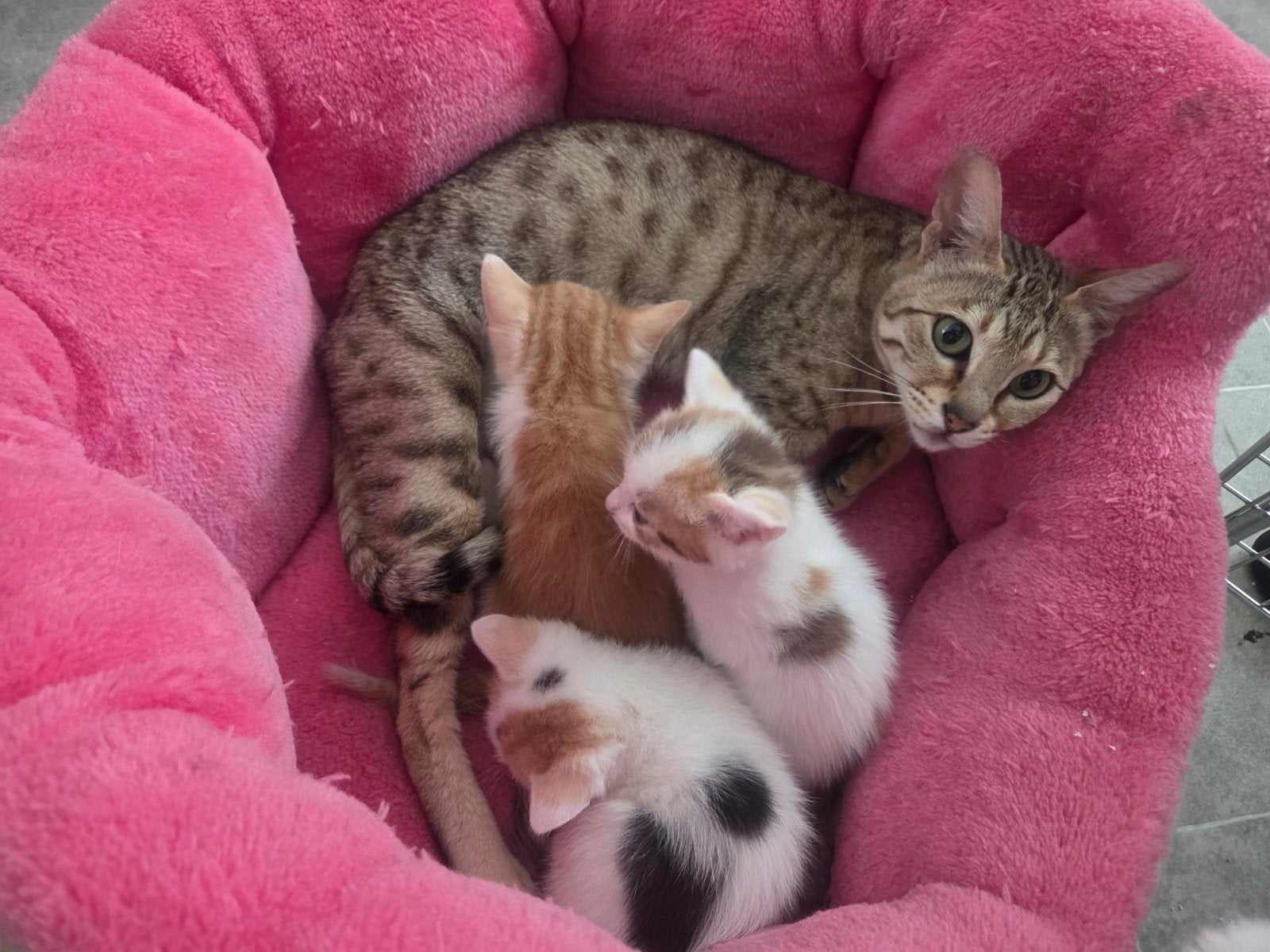 Kittens, Ophalen, Nieuw, Overige