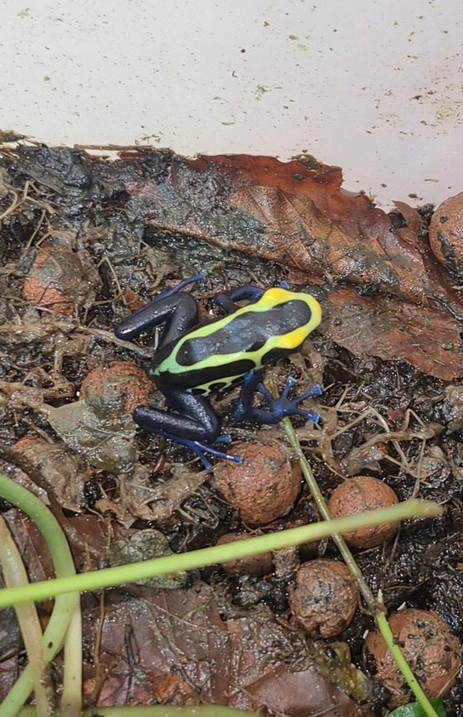 dendrobates tinctorius cobalt, Dieren en Toebehoren, Reptielen en Amfibieën, Amfibie, 0 tot 2 jaar