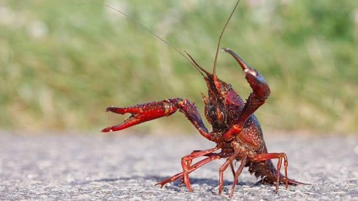 Amerikaanse rivierkreeften levend & diepvries, Kreeft, Krab of Garnaal, Zoetwatervis