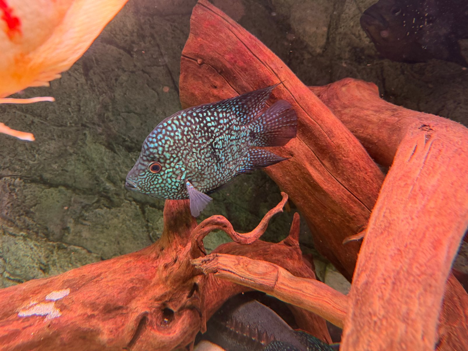 Herichthys cyanoguttatus short body Green texas, Vis