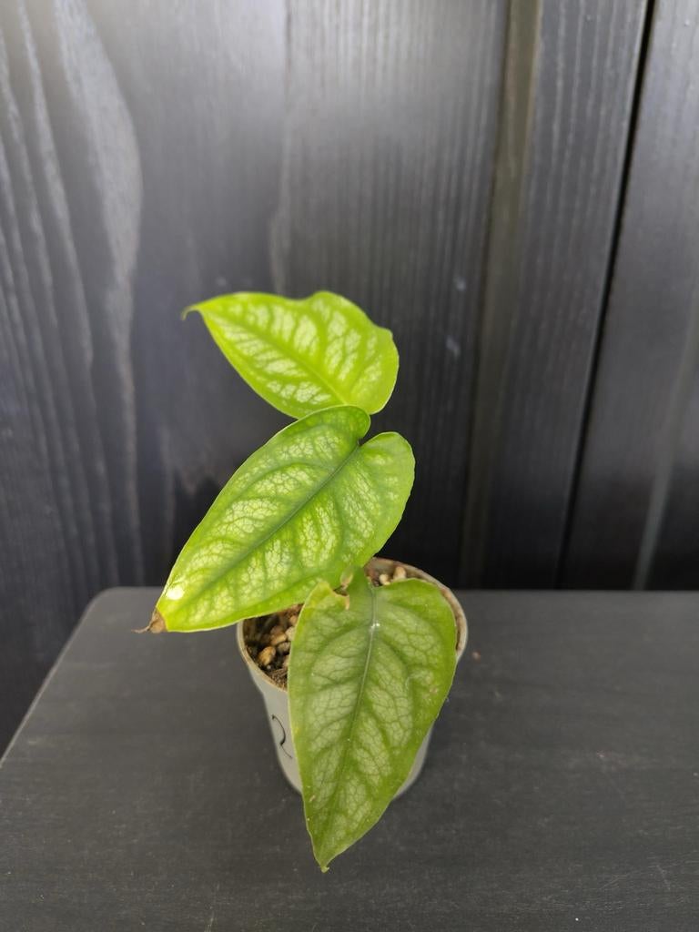 Monstera siltepecana stekje 2, Ophalen, Overige soorten, Halfschaduw, Minder dan 100 cm