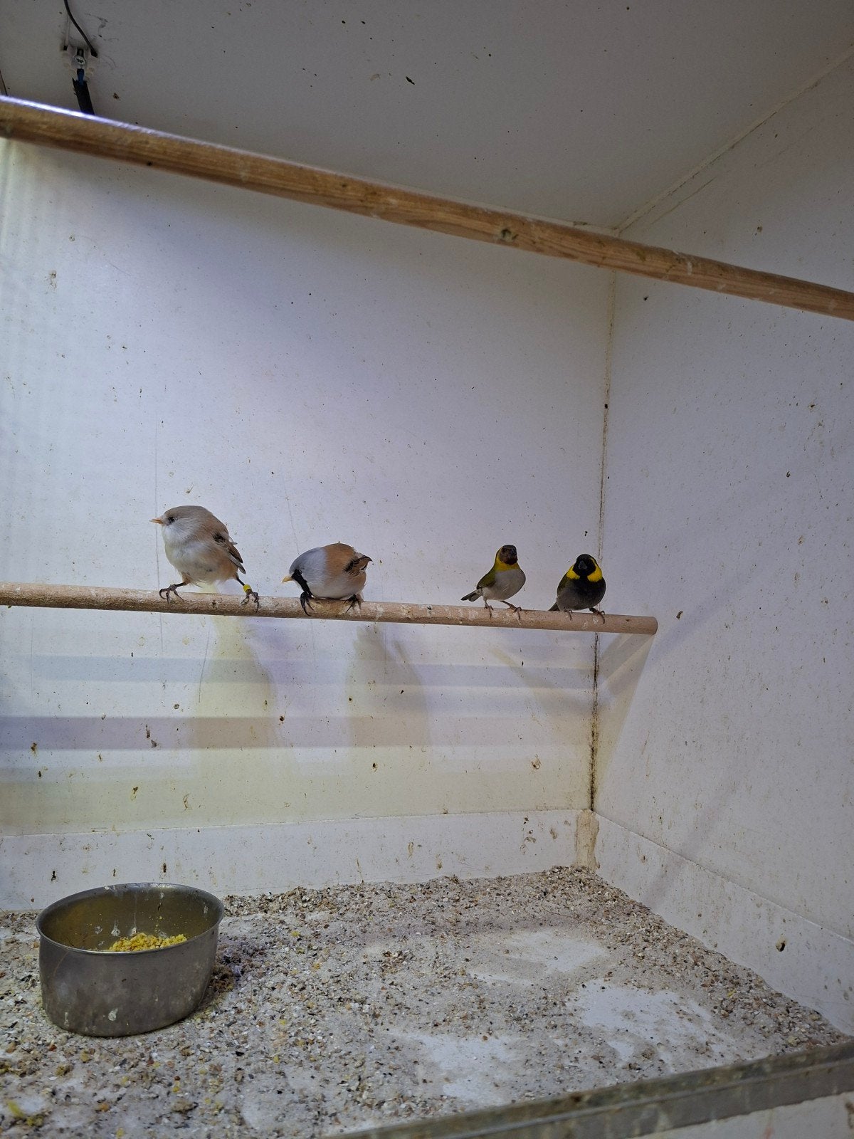 Baardmannetjes, Dieren en Toebehoren, Meerdere dieren, Geringd