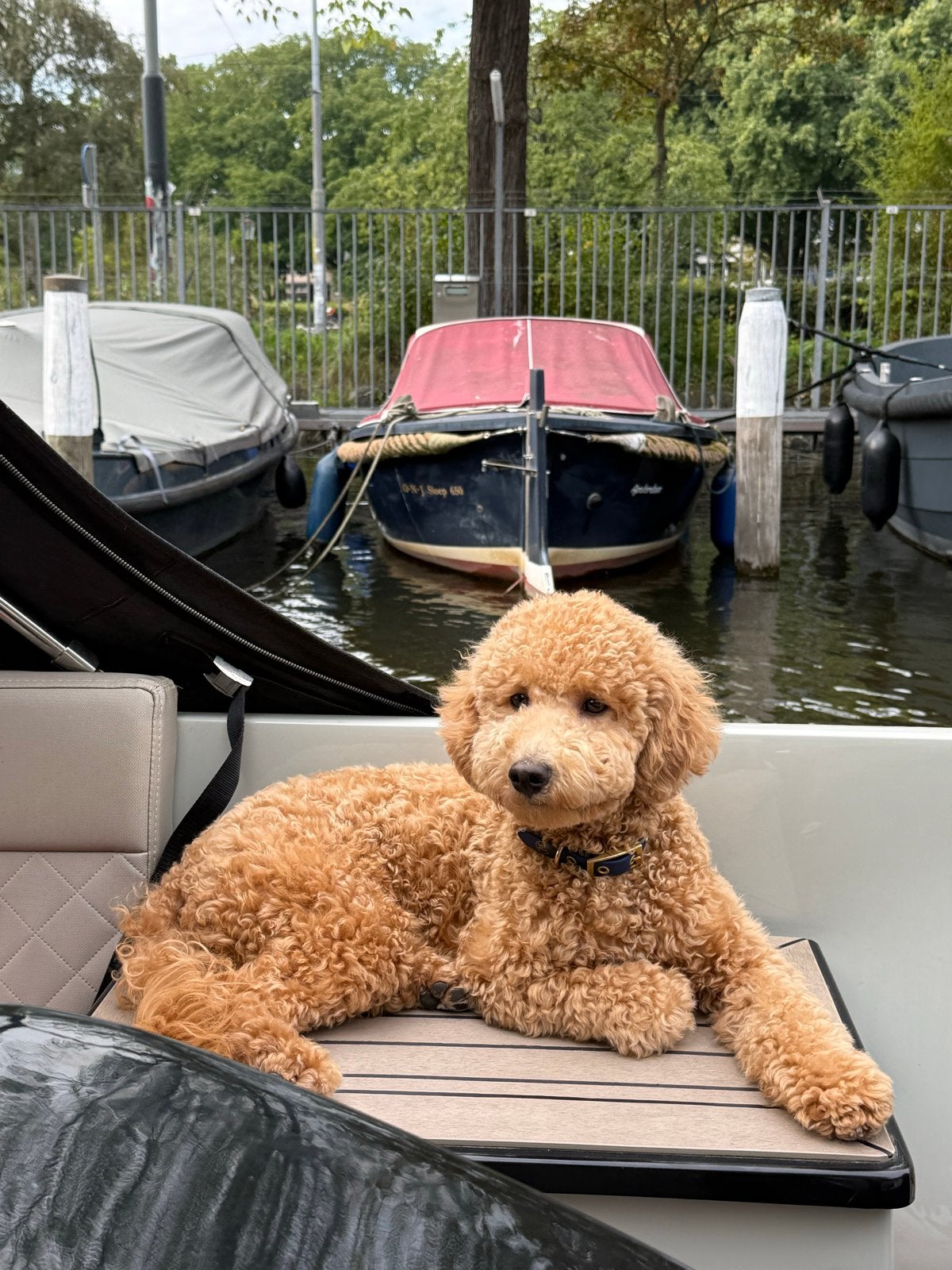 Nieuw warm thuis voor onze lieve poedel, Beer, 15 weken tot 1 jaar, Reu, Eén hond, CDV (hondenziekte)