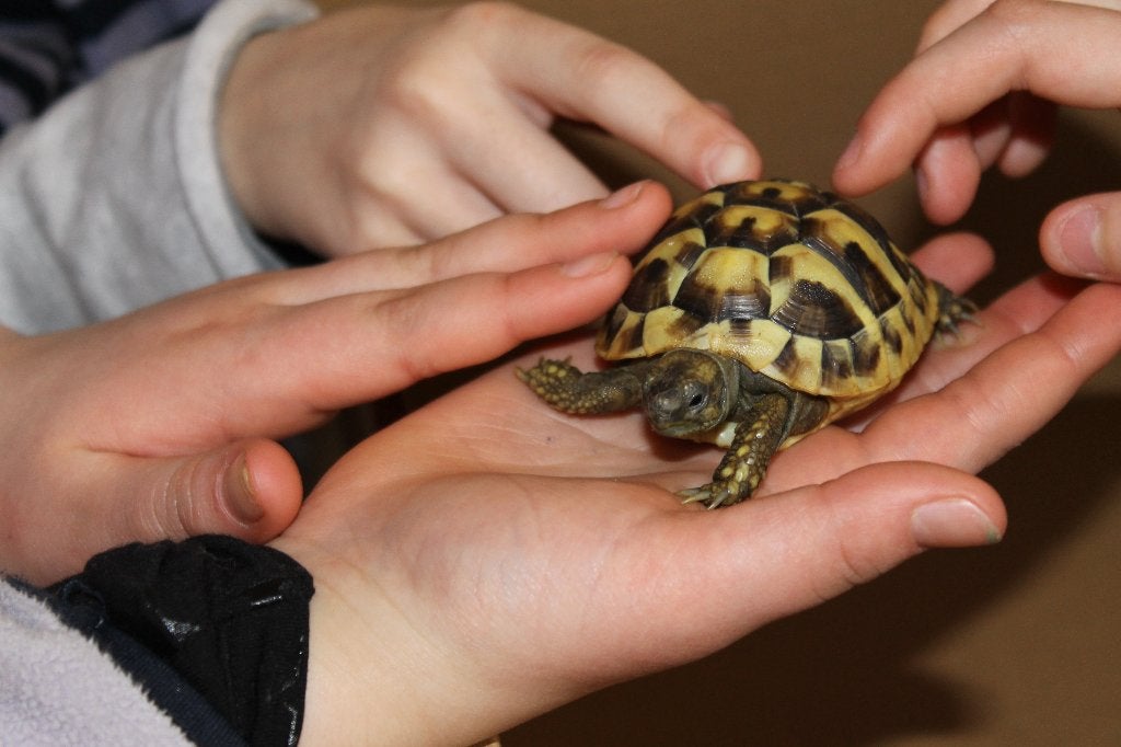 Landschildpad - Griekse landschildpadden - hobbykweker Tortoise - unknown for sale from Eddy Van Caeneghem