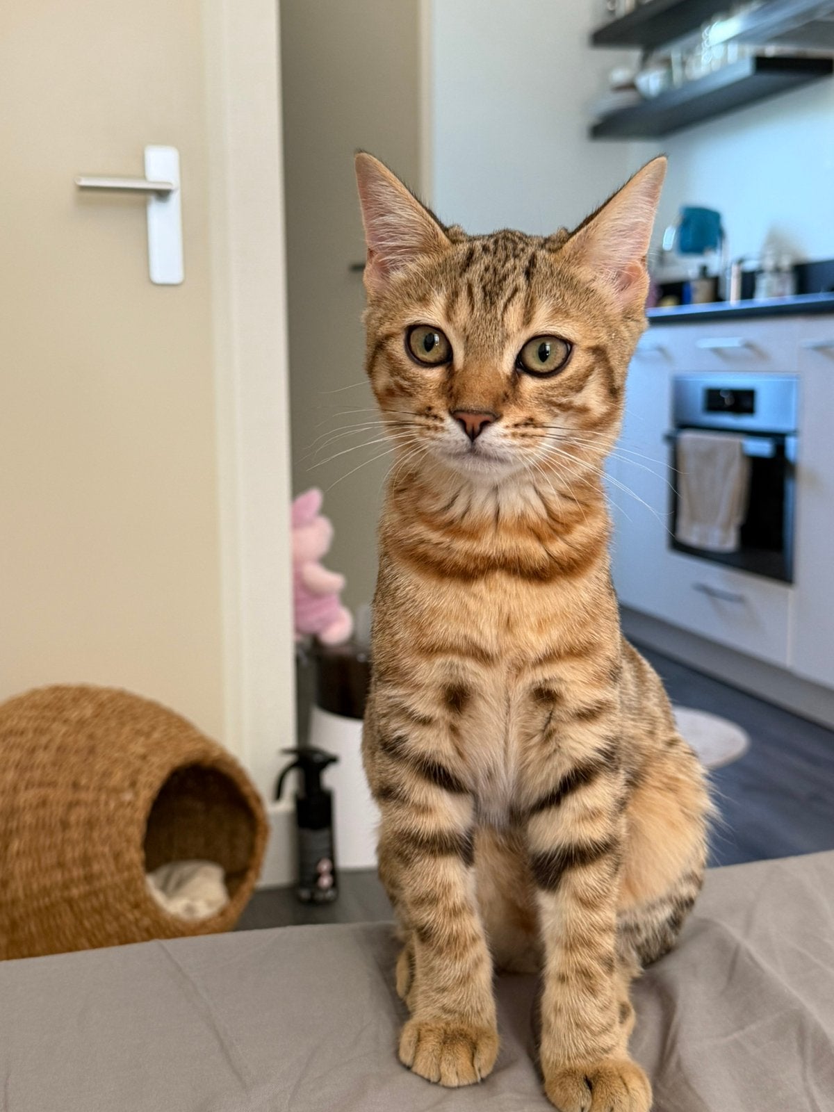 Prachtige Bengal-kruising kater van bijna 7 maanden, Dieren en Toebehoren, Kater, Kortharig, 0 tot 2 jaar