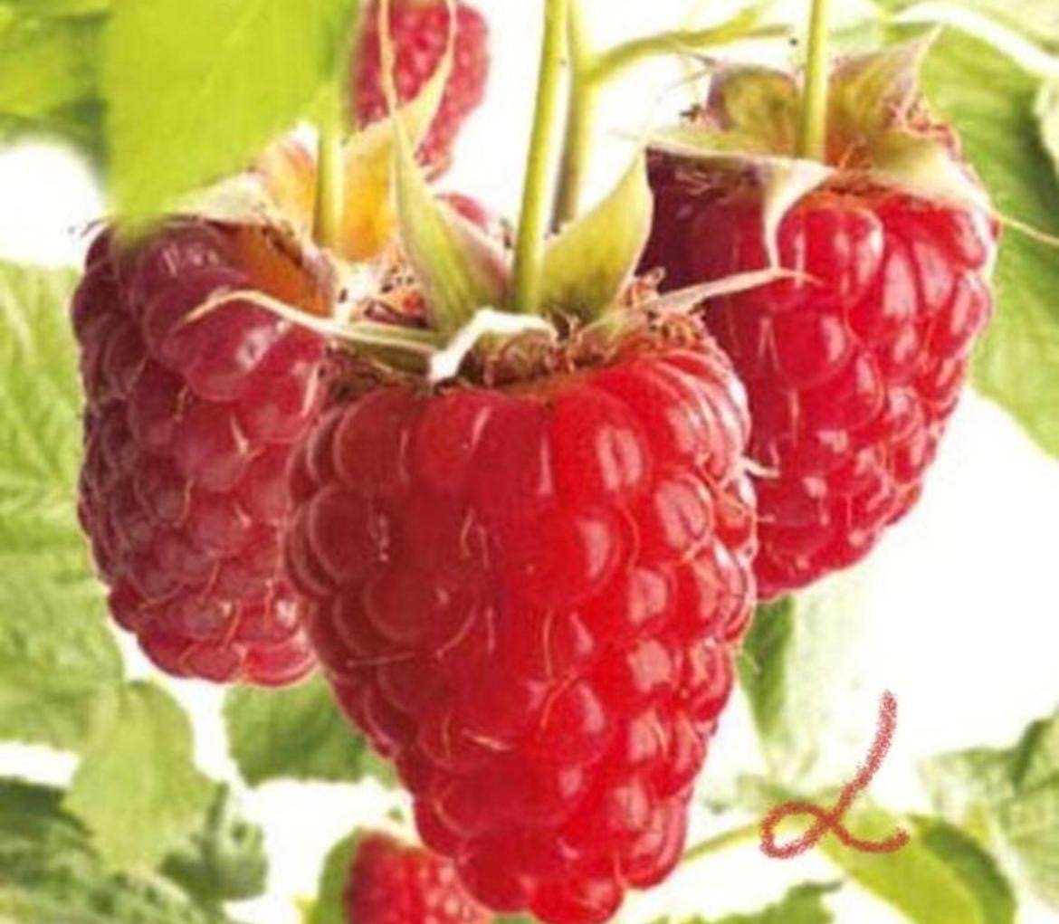 Zoete biologische frambozen stekken plant Lentse reviergrond, Overige soorten, Volle zon, Vaste plant, Ophalen of Verzenden
