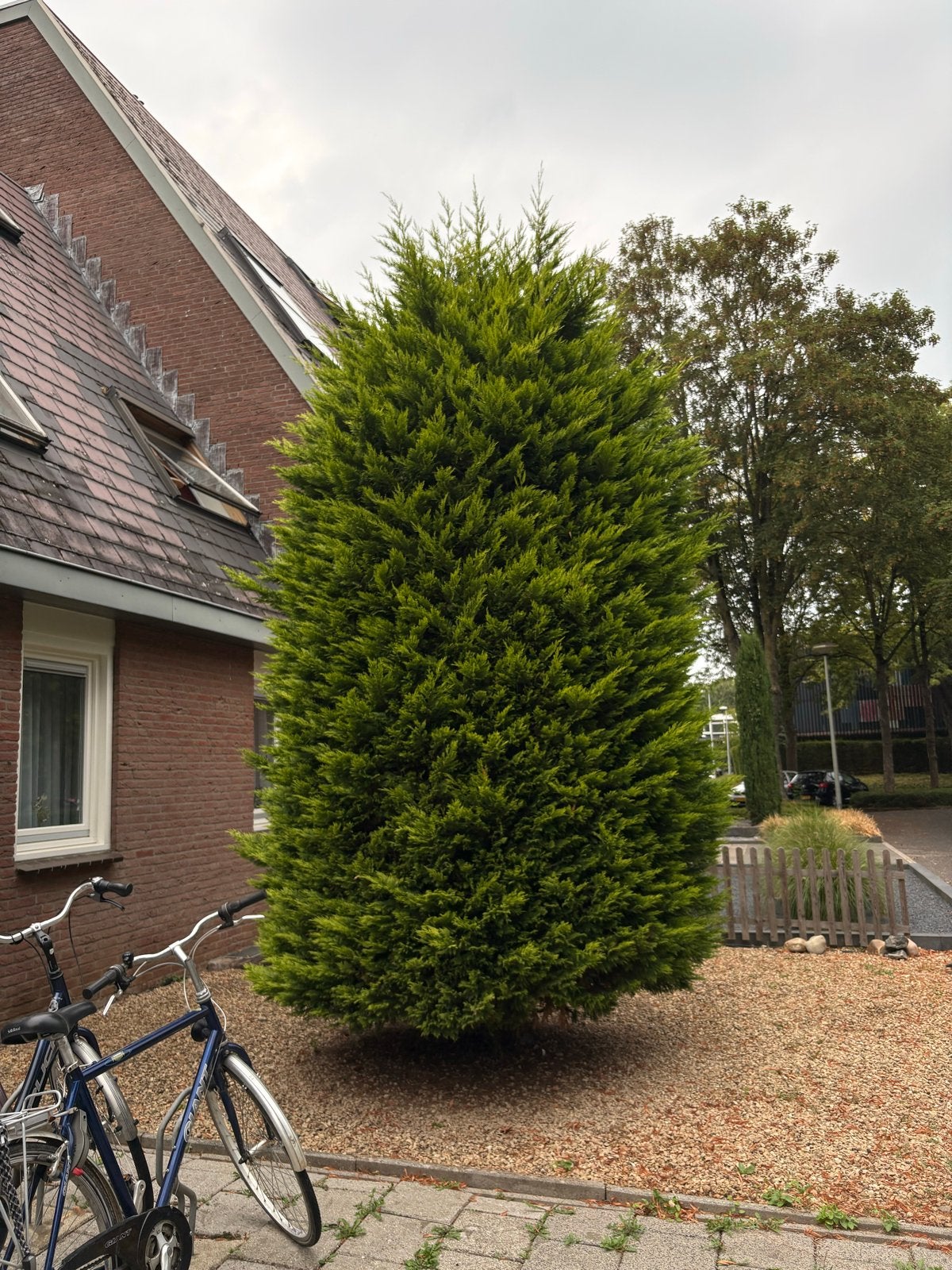 Gratis grote, volle conifeer, Tuin en Terras, Planten | Bomen, Bloeit niet, Overige soorten, 400 cm of meer, Ophalen