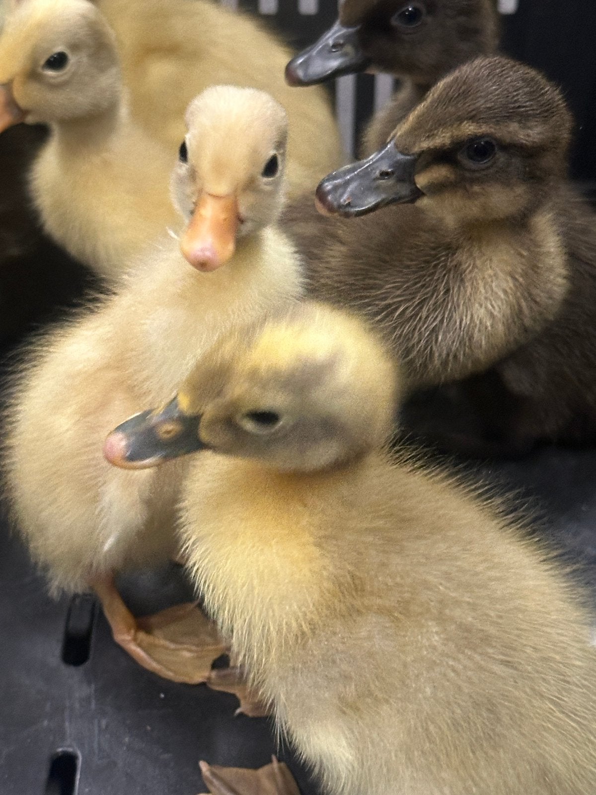 Loopeend te koop, Dieren en Toebehoren, Meerdere dieren, Eend