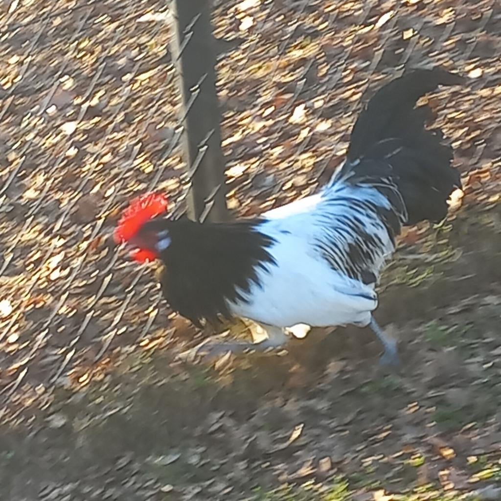 Broedeieren lakenvelderkip, Dieren en Toebehoren, Pluimvee, Geslacht onbekend, Kip