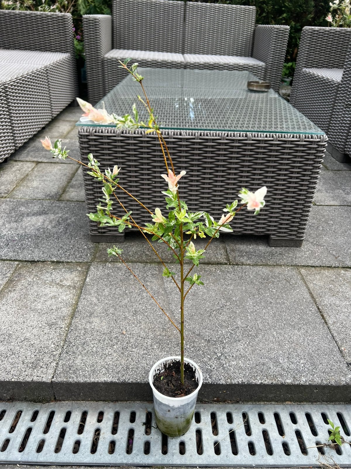 Salix integra, Ophalen of Verzenden, Minder dan 100 cm, Overige soorten, Zomer