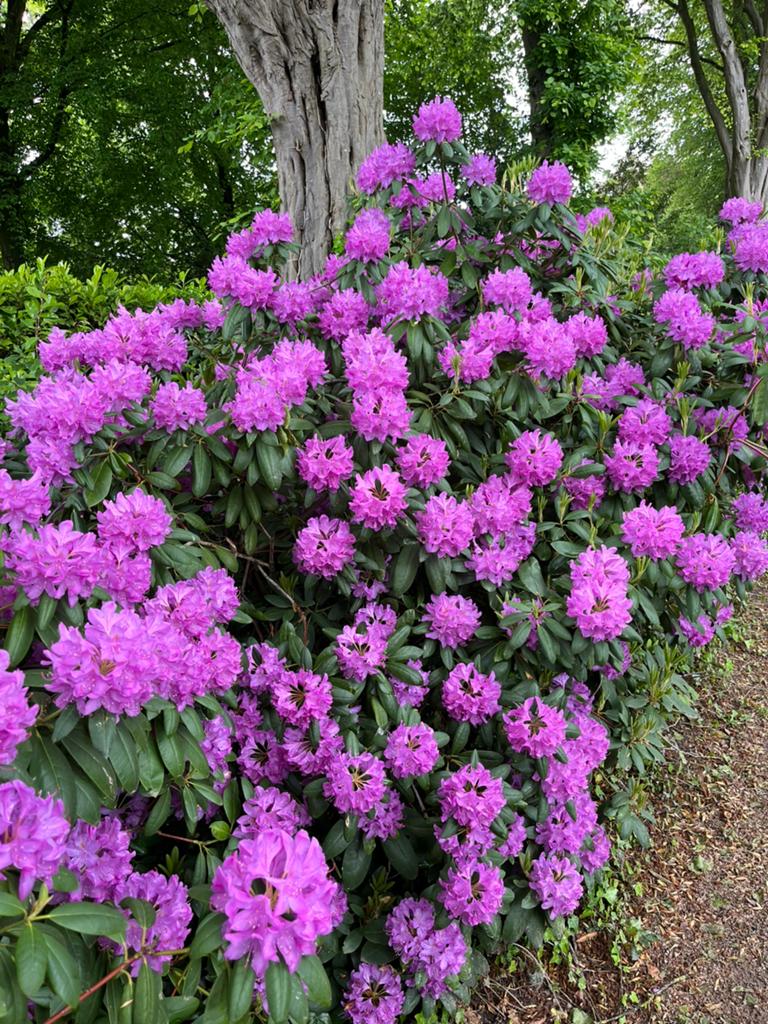 Rododendrons, Tuin en Terras, Ophalen, Rhododendron, Struik, 100 tot 250 cm