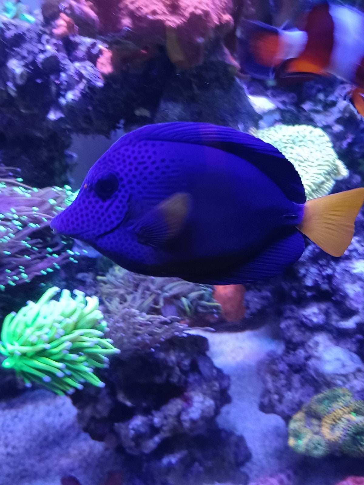 Zebrasoma xanthurum (purple tang), Zoutwatervis