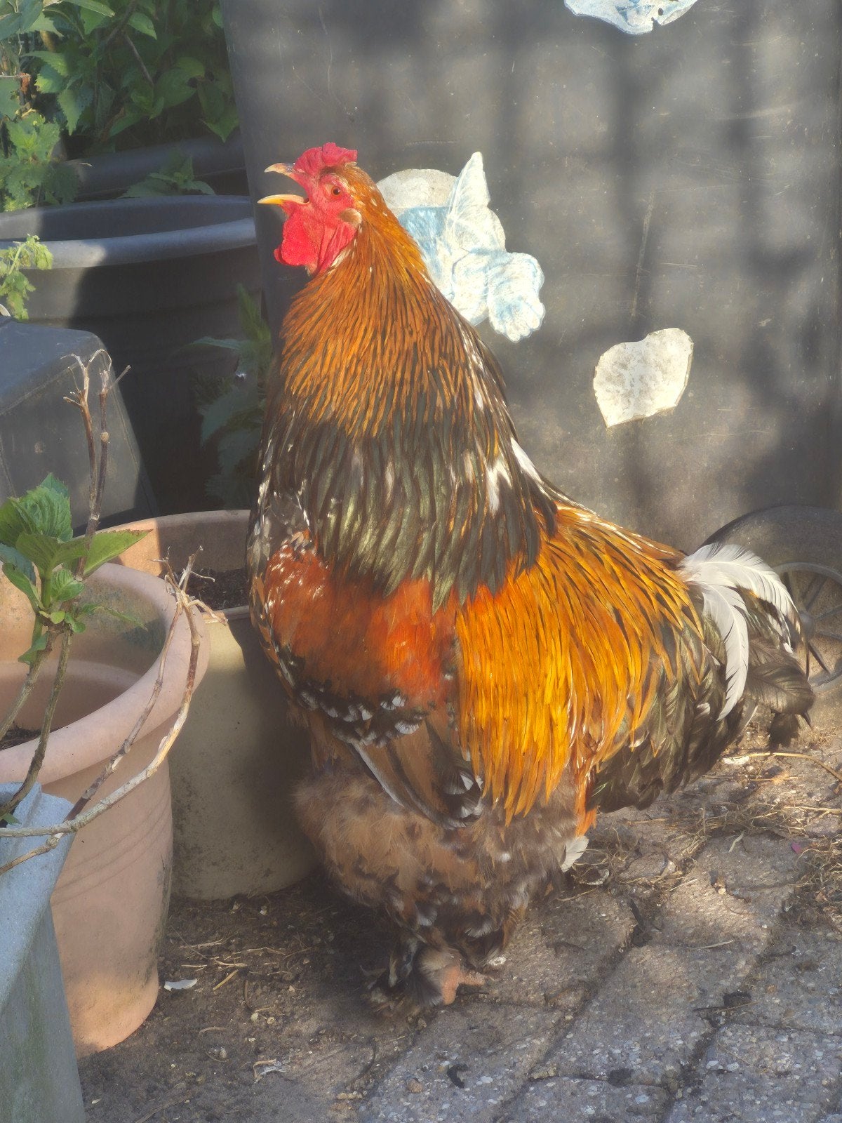 4  grote prachtige brahma hanen, 1 van 1 jaar, 3 van 2 jaar, Dieren en Toebehoren, Mannelijk, Kip