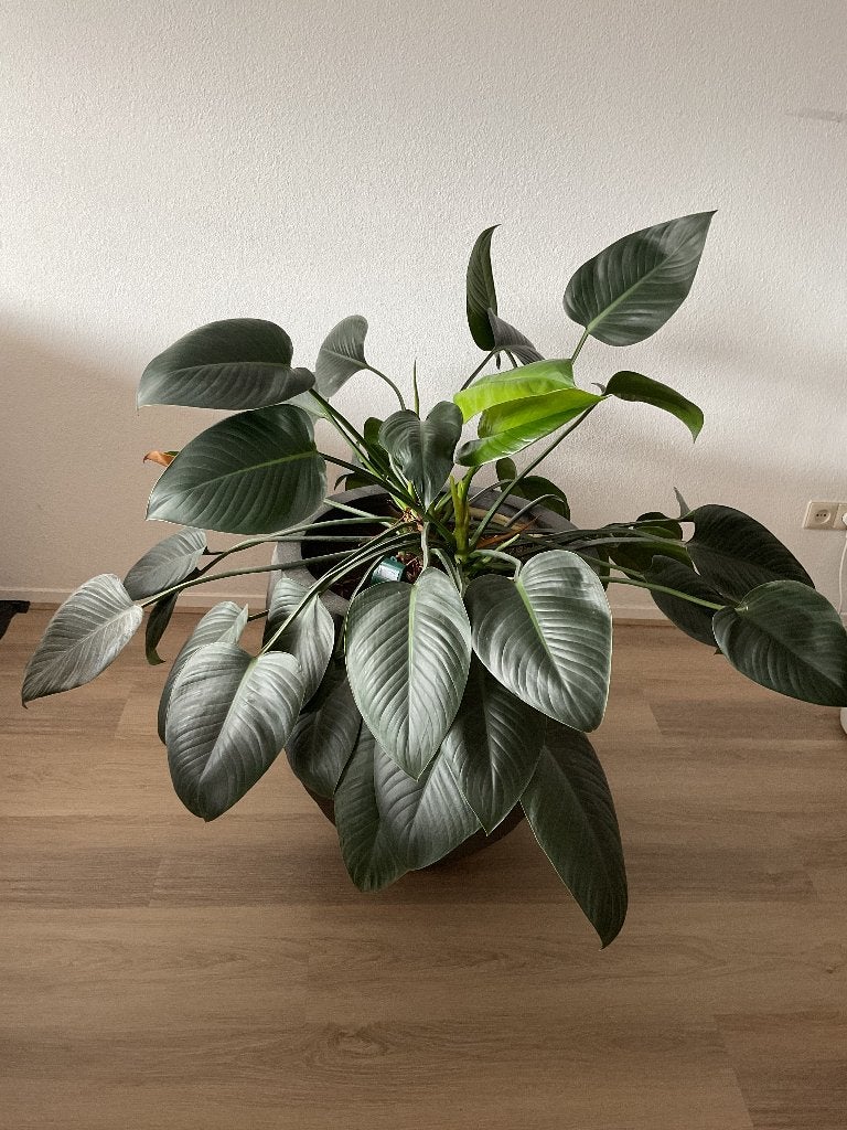 Prachtige grote plant met kunststof pot, Ophalen, 100 tot 150 cm, Overige soorten, Halfschaduw
