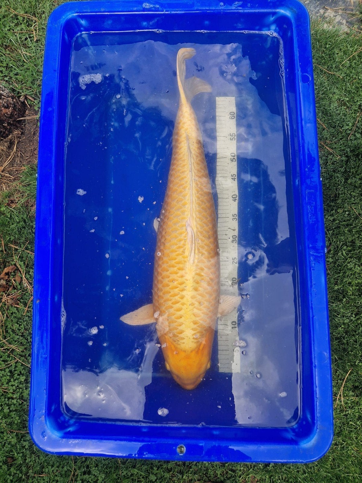 Sublieme Yamabuki 65-70cm, Karper of Koi