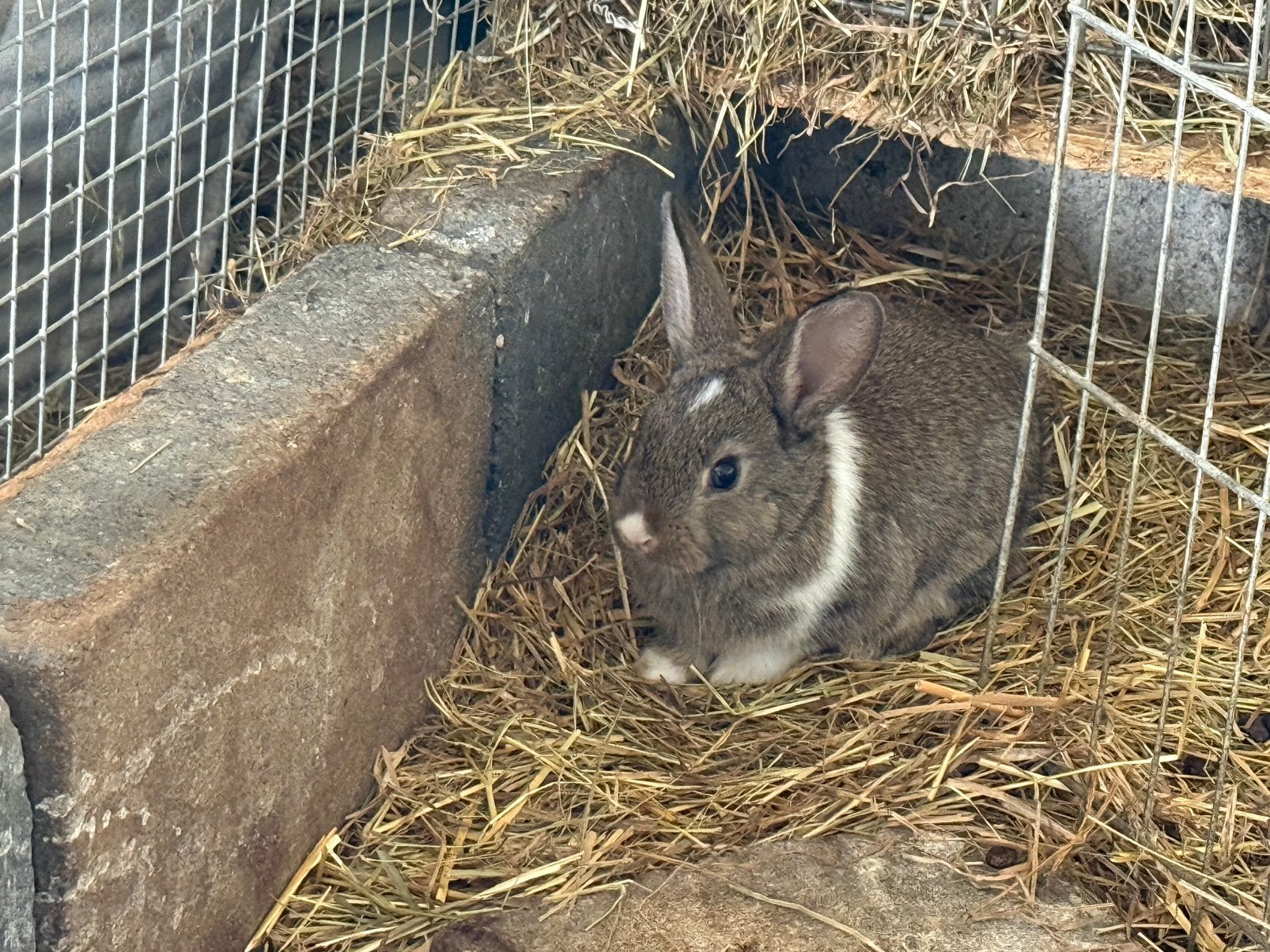 Bijzondere pasgeboren konijntjes minilop/wild, Dieren en Toebehoren, Meerdere dieren, Dwerg