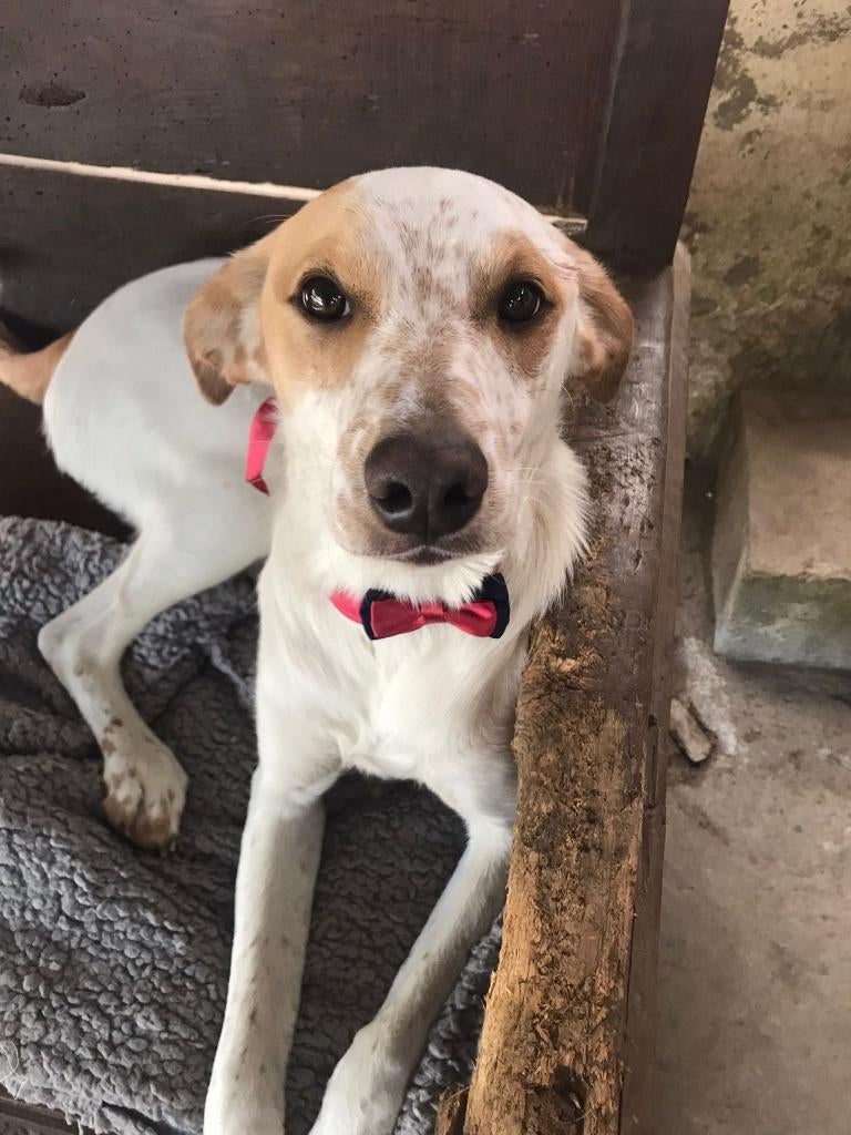 Waar mag deze jonge man Porthos (in Nederland) komen wonen?, Dieren en Toebehoren, Honden | Niet-rashonden, Particulier, Reu, 1 tot 2 jaar