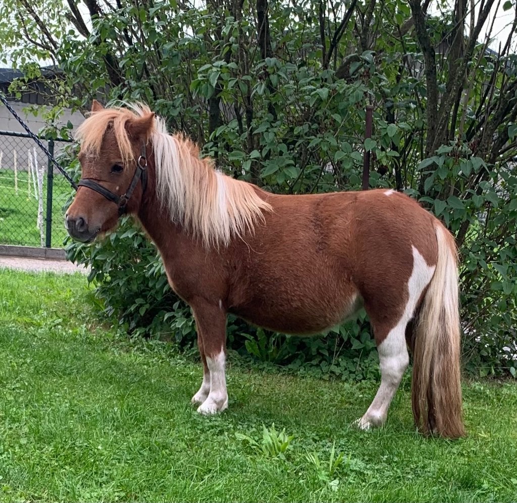 Mini pony’s, Dieren en Toebehoren, Merrie, Niet van toepassing, 0 tot 2 jaar, A pony (tot 1.17m)