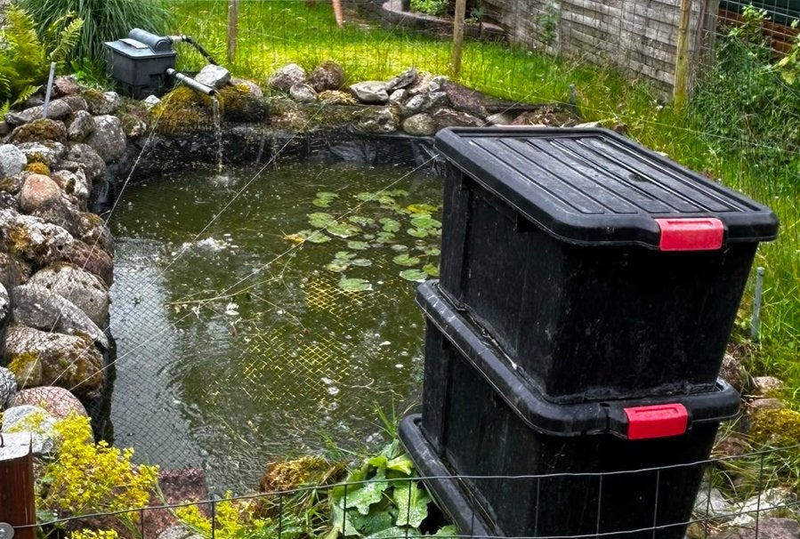 Koi Karpers, Dieren en Toebehoren, Karper of Koi