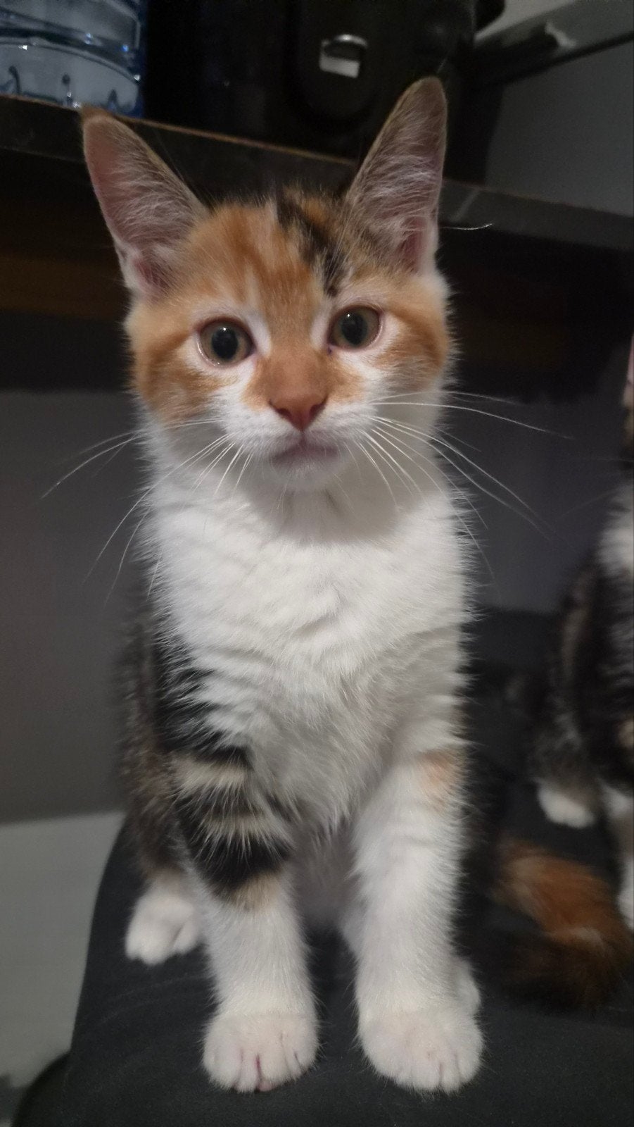 kruising Maine Coon kitten, laatste van het nest!, Dieren en Toebehoren, Meerdere dieren, Met stamboom