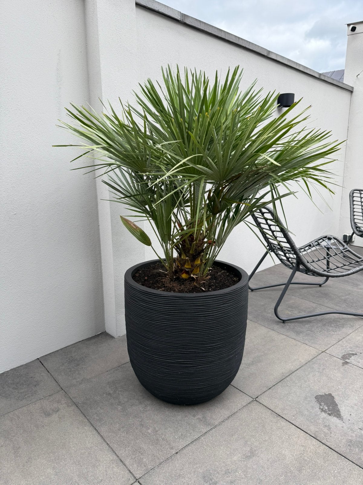 Zwarte pot Capi met palm, Ophalen, Overige soorten, Volle zon