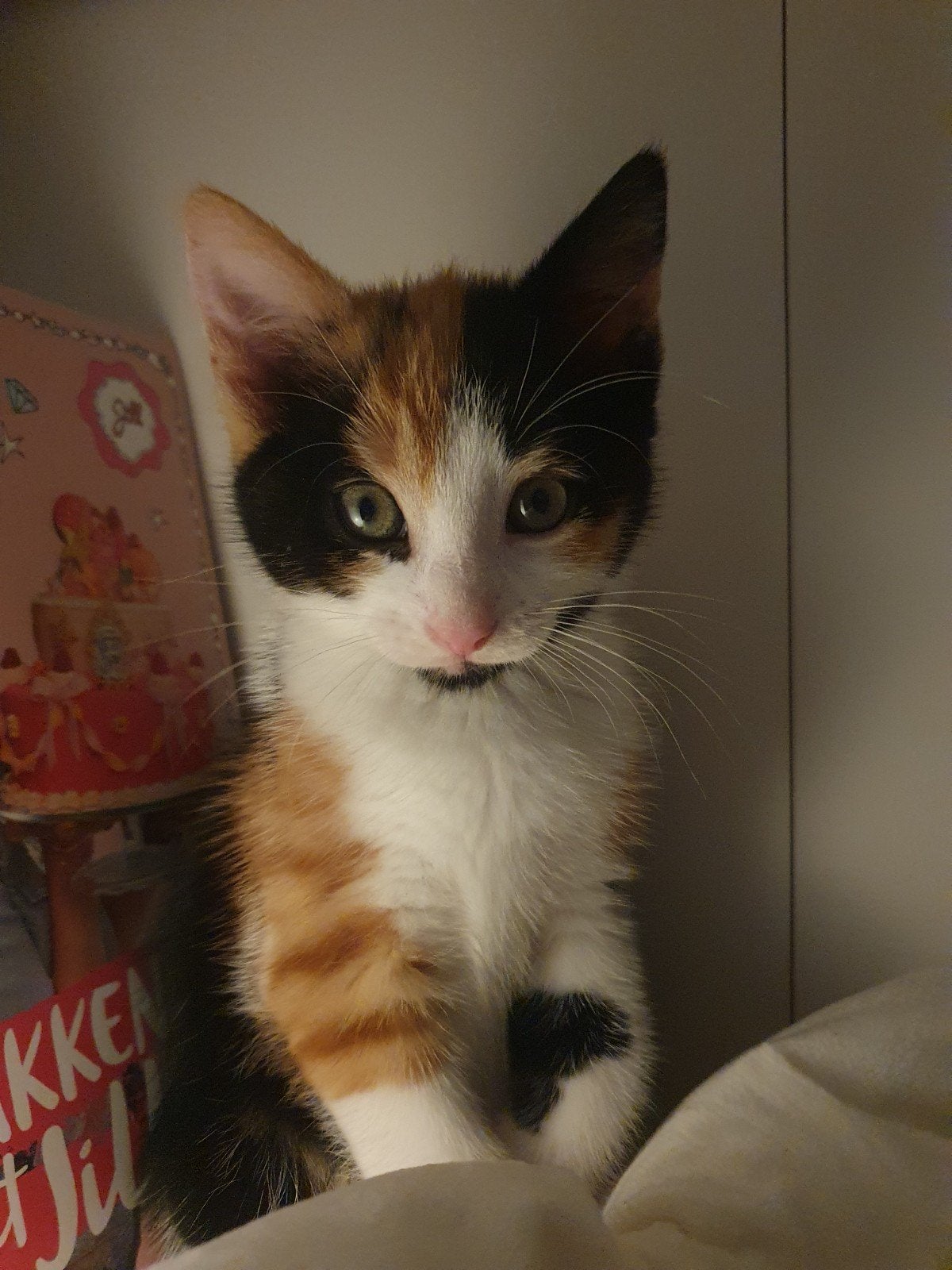 Gouden mandje voor onze lieve Catoo gezocht!, Poes, Kortharig, 0 tot 2 jaar