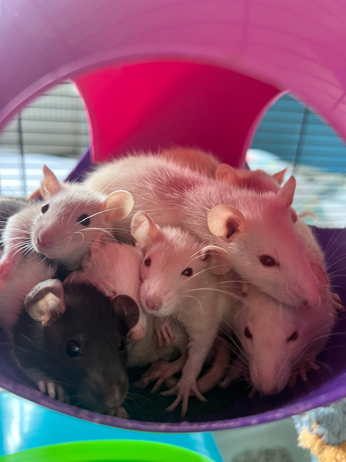Jonge tamme ratjes te koop, Dieren en Toebehoren, Rat, Mei, Meerdere dieren, Tam