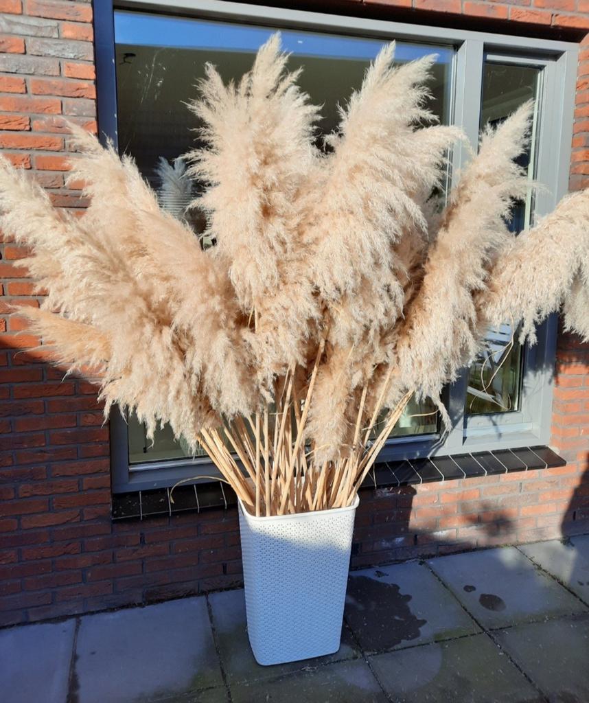 XXL Pampas Pluimen, Ophalen, Nieuw