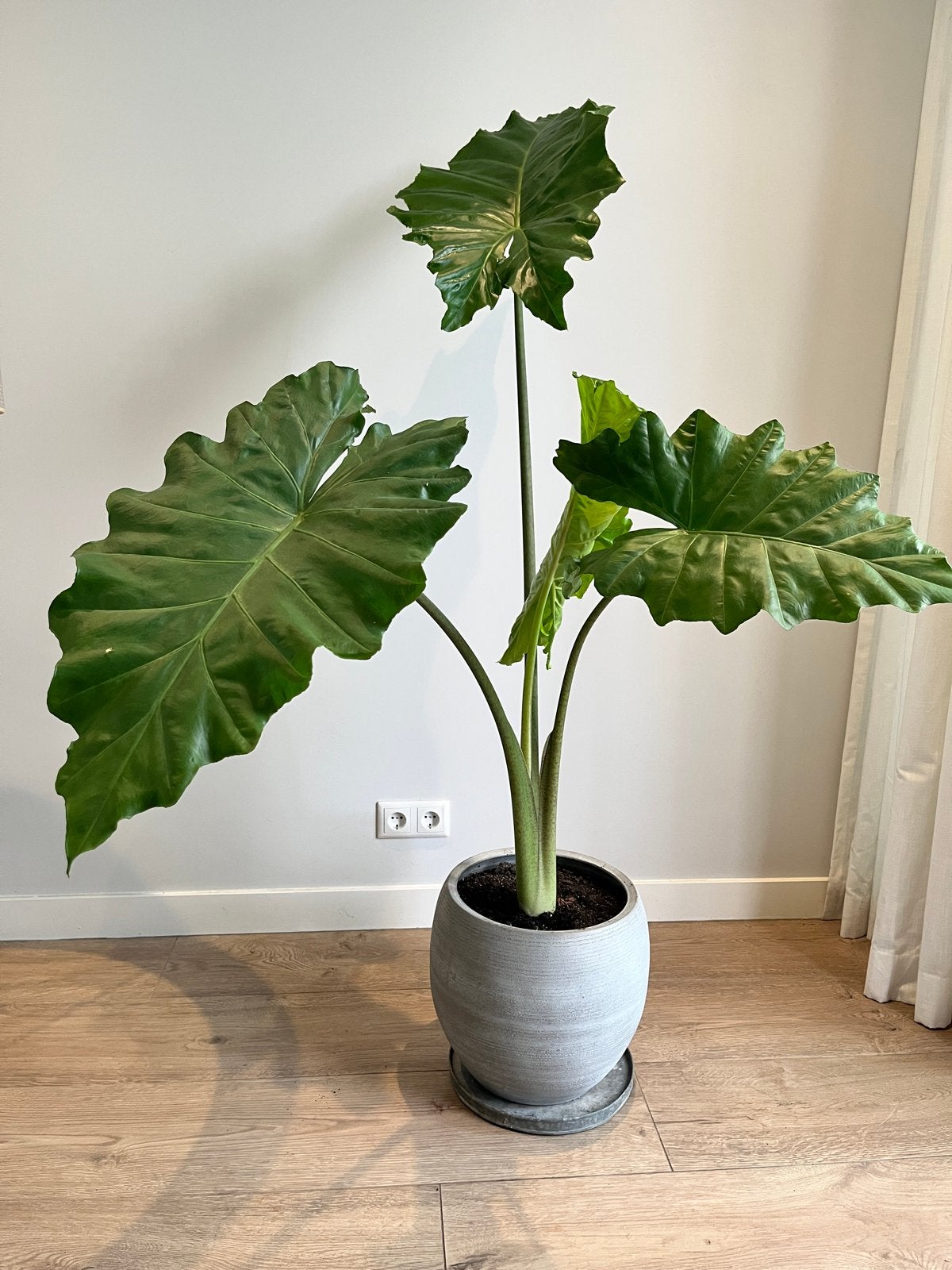 Olifantsoor / Alocasia Portodora inclusief pot, Ophalen, Overige soorten, Halfschaduw, In pot