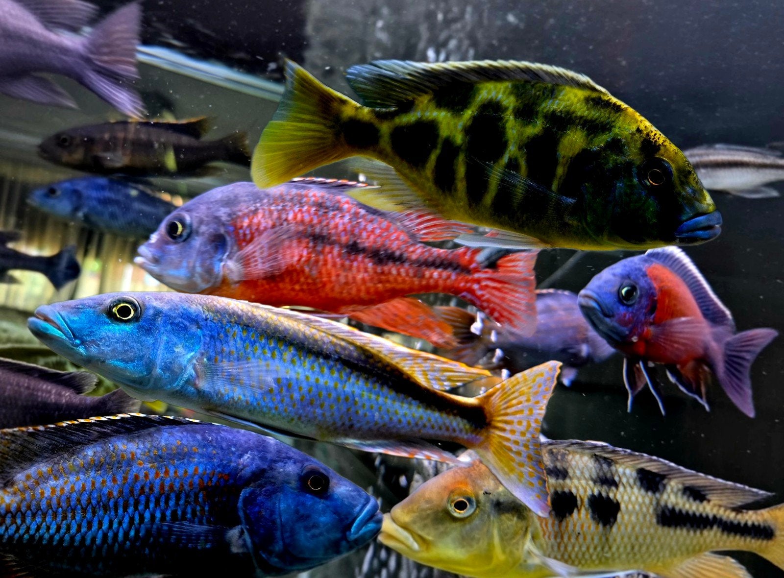 malawi cichliden grote haps 18-25 cm mooi op kleur, Dieren en Toebehoren, Vissen | Aquariumvissen, Vis