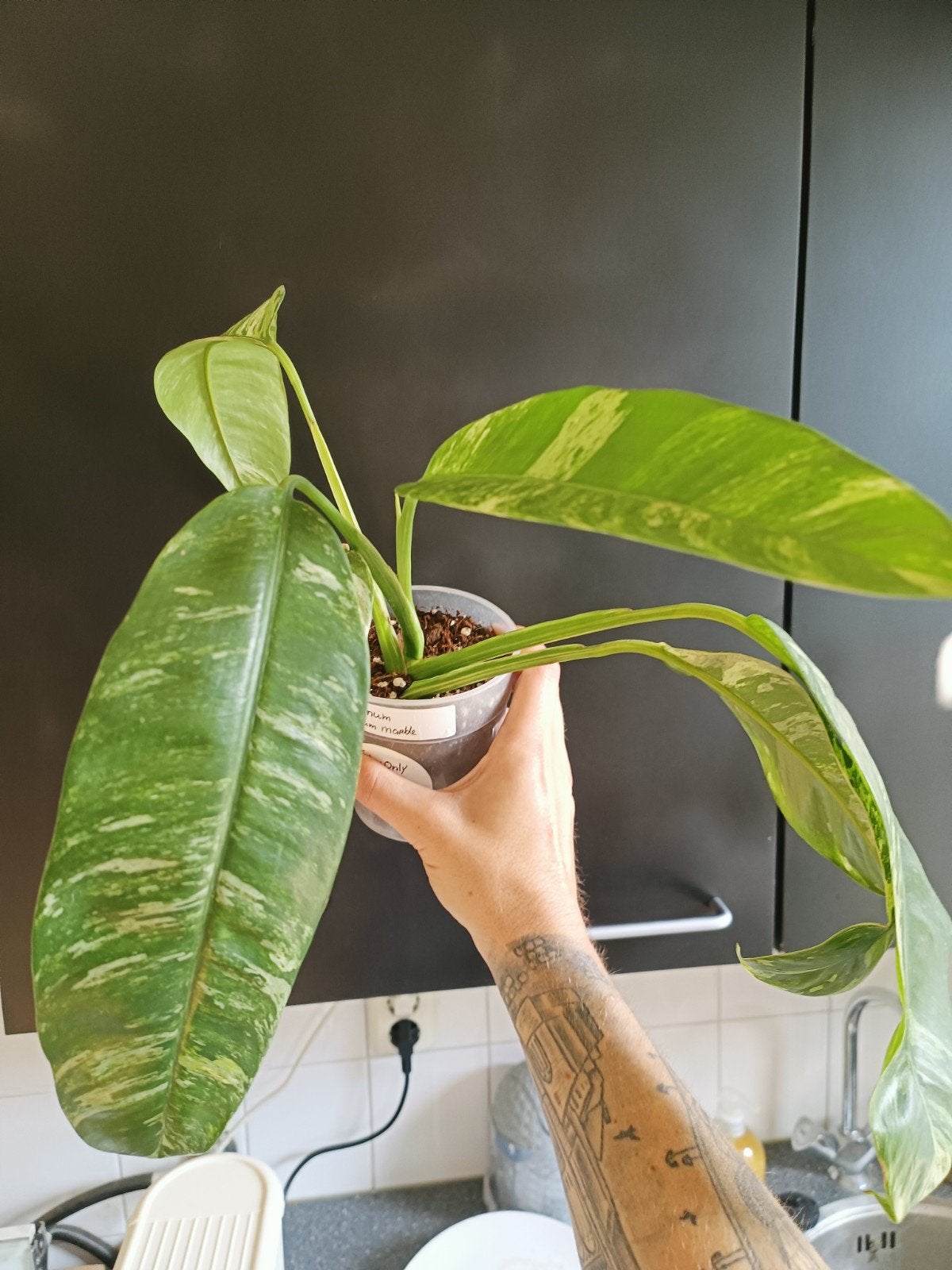 Epipremnum giganteum marble, Overige soorten, In pot, Minder dan 100 cm, Groene kamerplant