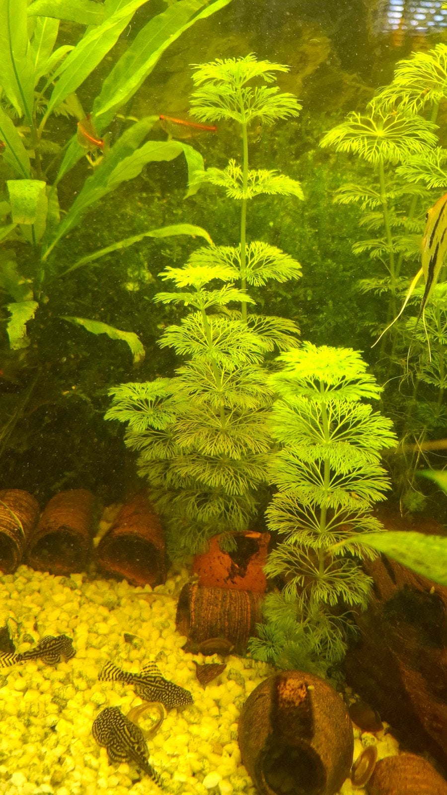 Aquaroumplant sessiflora, Dieren en Toebehoren, Vissen | Aquariumvissen, Overige typen