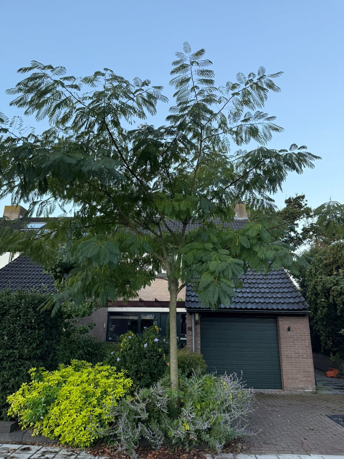 Prachtige Perzische slaapboom, Tuin en Terras, Ophalen, Volle zon, Overige soorten