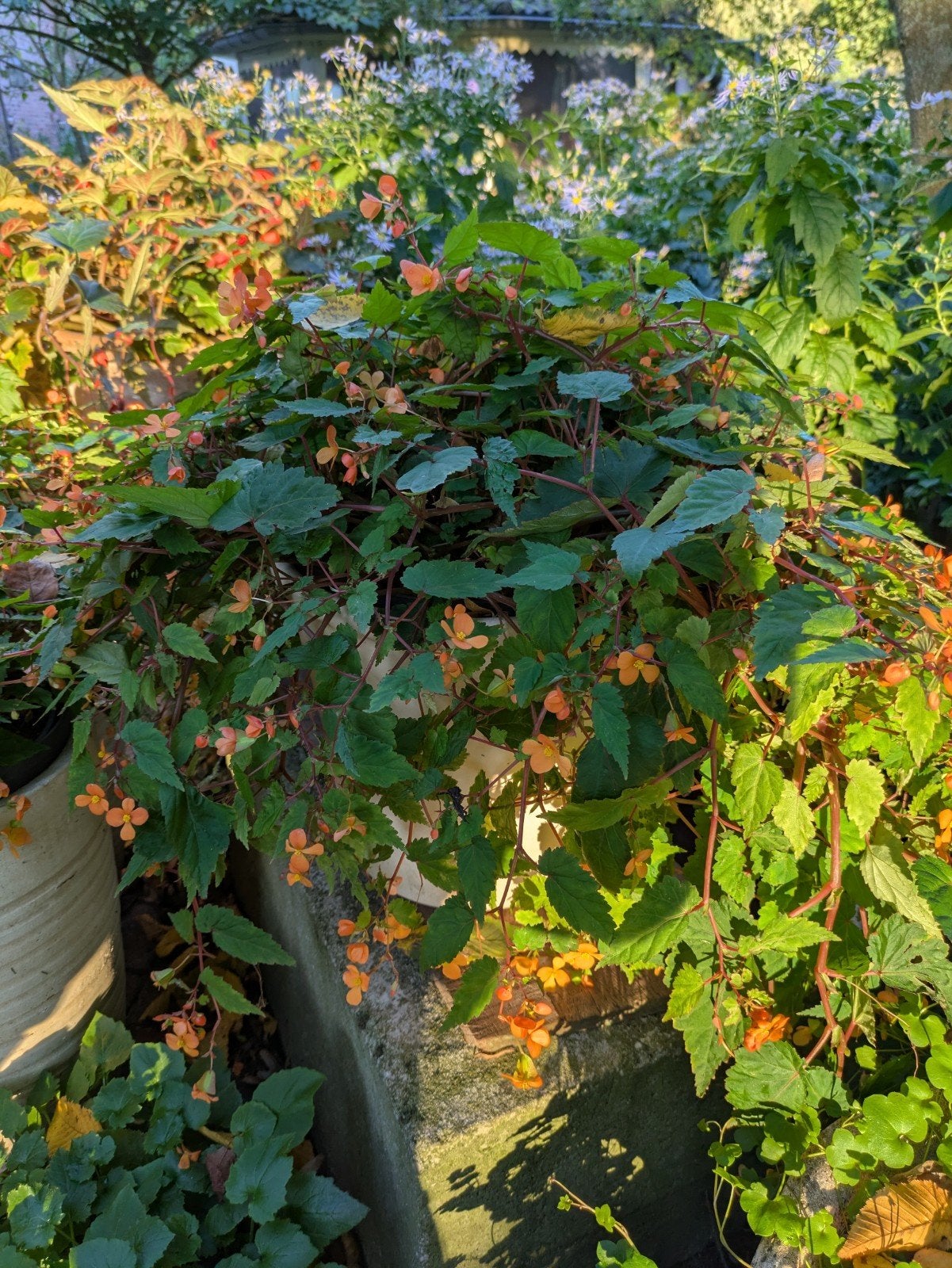 Hangbegonia met oranje bloemen, Tuin en Terras, Vaste plant, Halfschaduw, Zomer, Ophalen