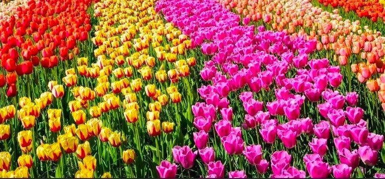 Kleurrijke Tulpenmix - Breng de lente in uw tuin!, Ophalen of Verzenden, Najaar, Volle zon, Bloembol