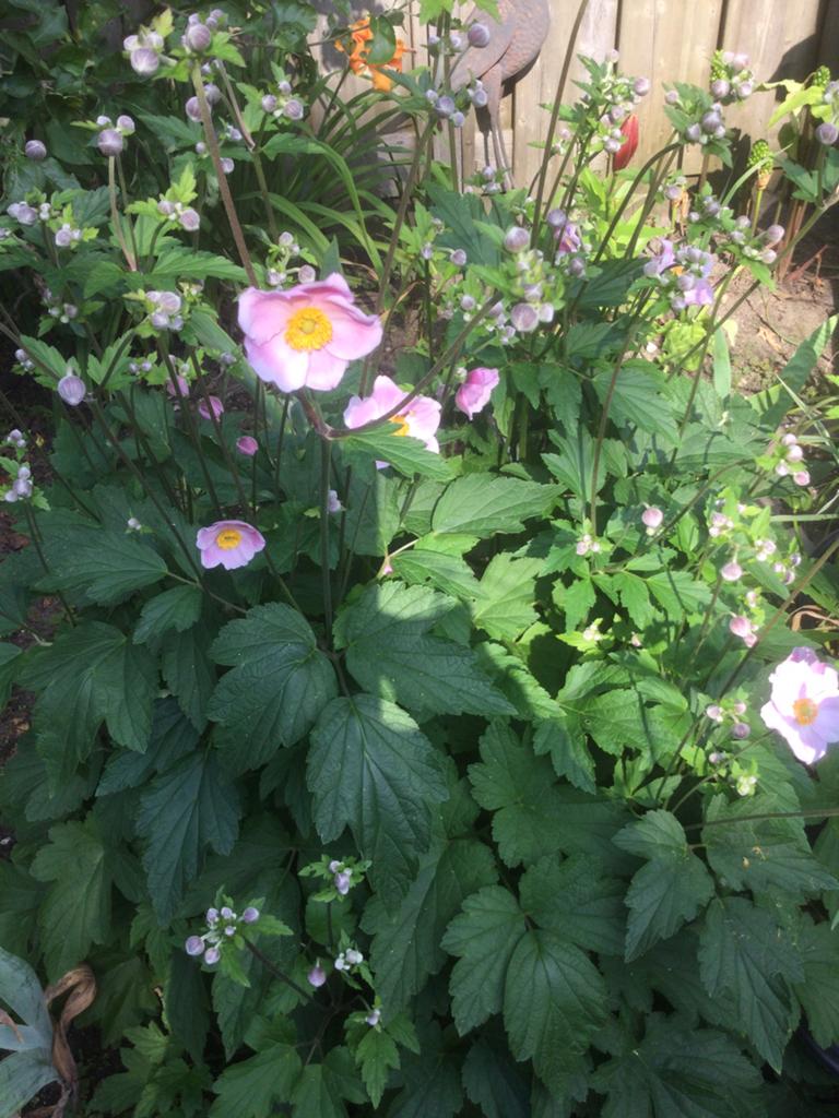 Anemoon, Tuin en Terras, Planten | Tuinplanten, Ophalen of Verzenden, Overige soorten, Volle zon