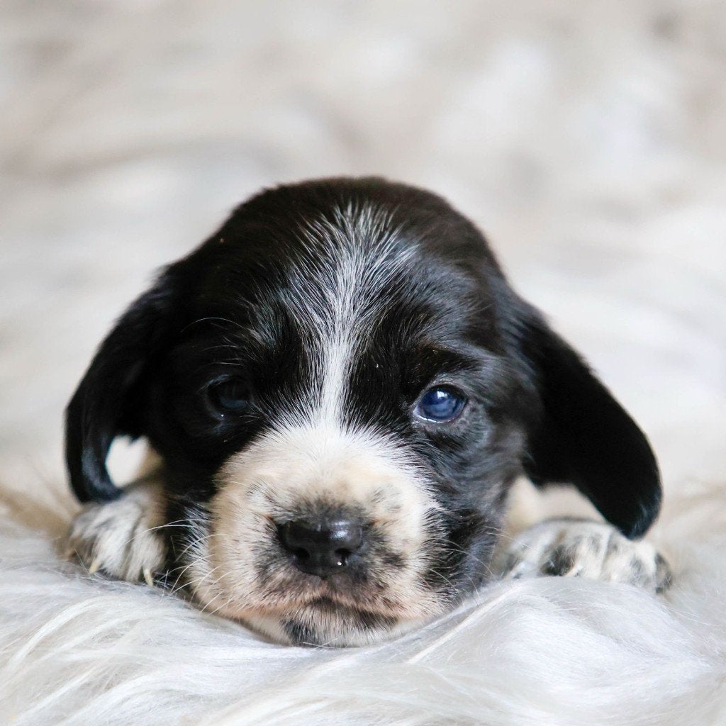 Bockerpups Beagle  Cocker – kennismaken en reserveren, Nederland, CDV (hondenziekte), 8 tot 15 weken, Meerdere
