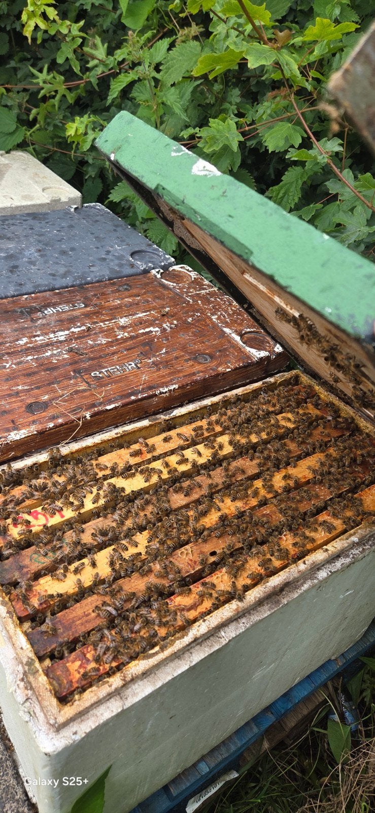 Buckfast  6 raams dadant US F2 2026. 90 euro . 4 stuks, Dieren en Toebehoren, Insecten en Spinnen, Overige soorten