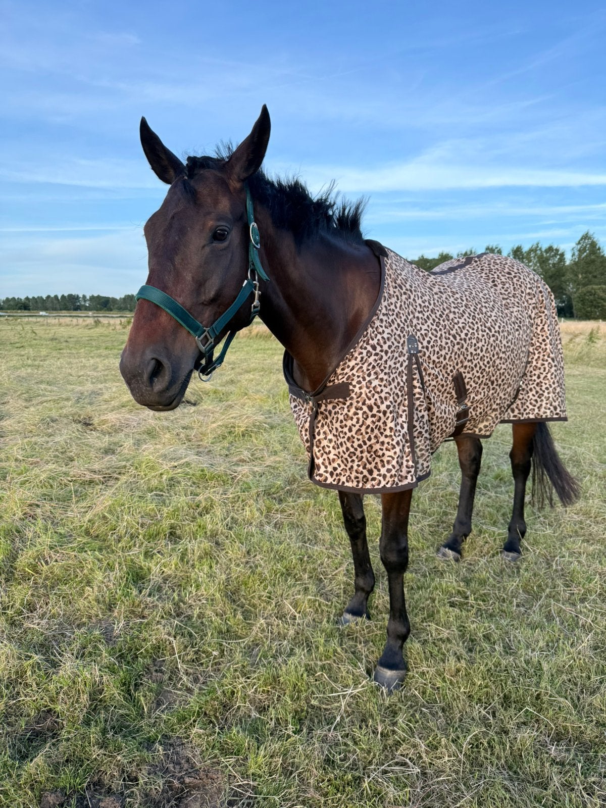 Vliegendeken 145/195, Dieren en Toebehoren, Paarden en Pony's | Dekens en Dekjes, Ophalen of Verzenden, Zo goed als nieuw