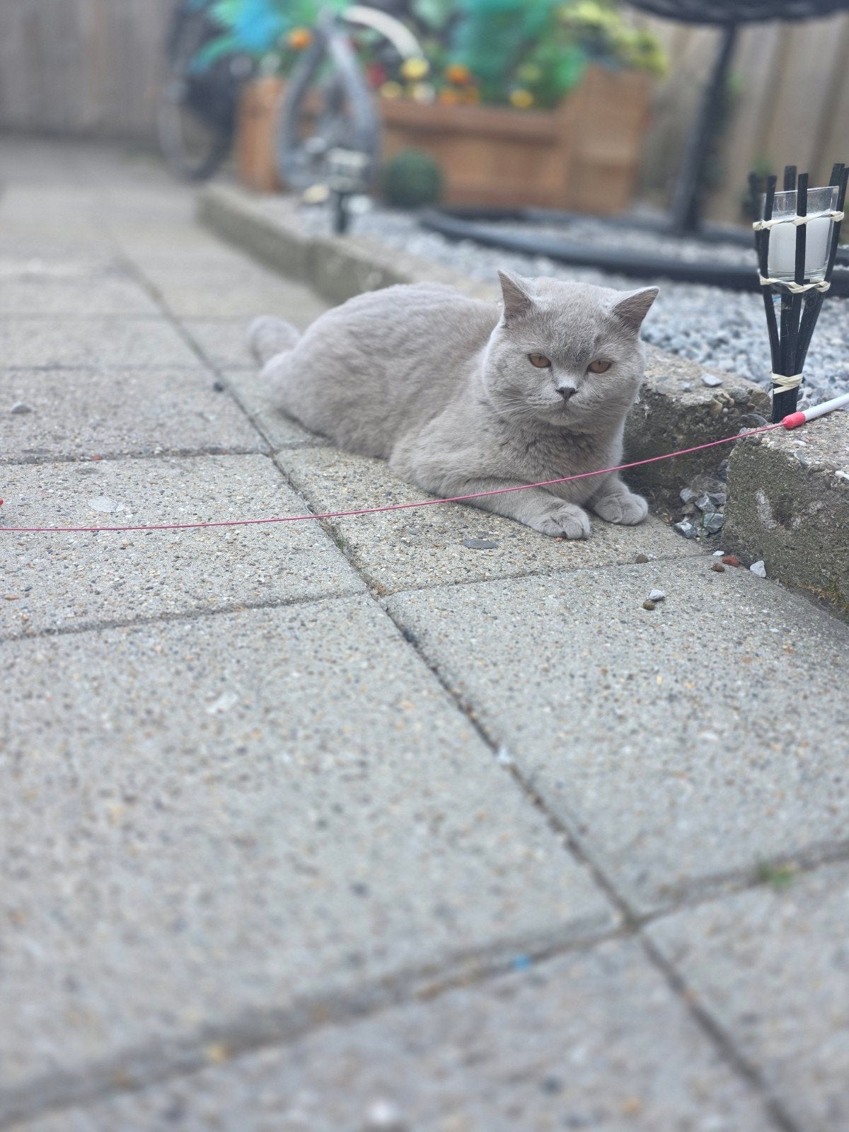 super mooie lieve lilac  britse korthaar kater, Dieren en Toebehoren, Katten en Kittens | Raskatten | Korthaar, Kater
