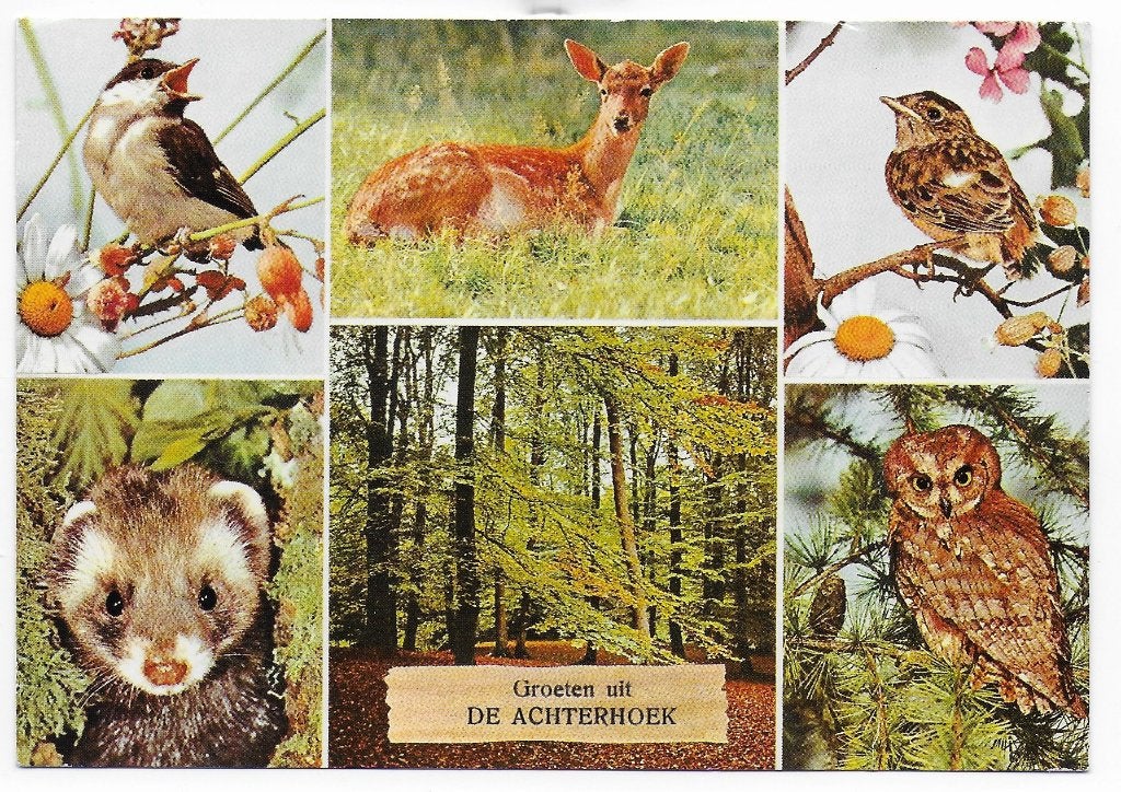 De Achterhoek Gelopen Ansichtkaart ( B6106 ), Ophalen of Verzenden, 1980 tot heden, Gelopen