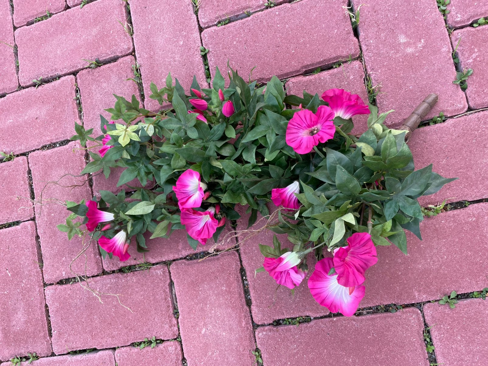 Kunst petunia hanger, Ophalen, Nieuw