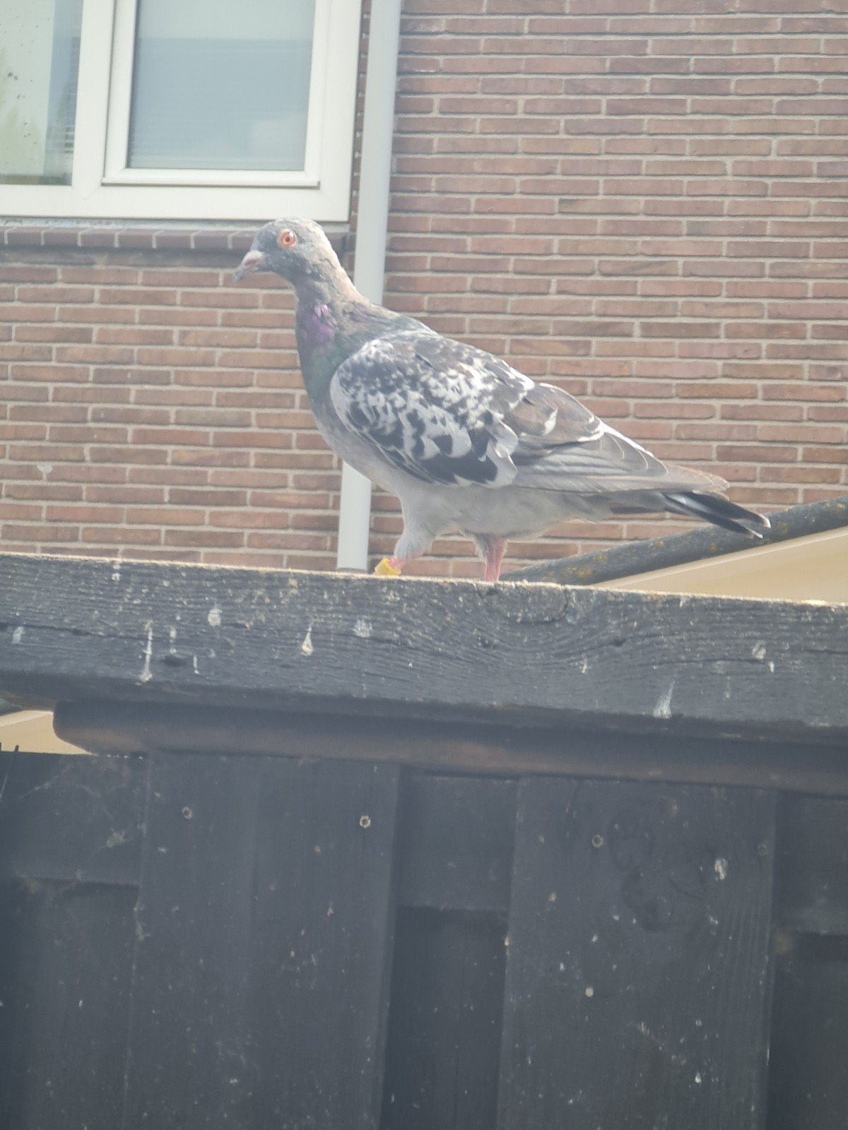 duiven, Dieren en Toebehoren, Vogels | Duiven