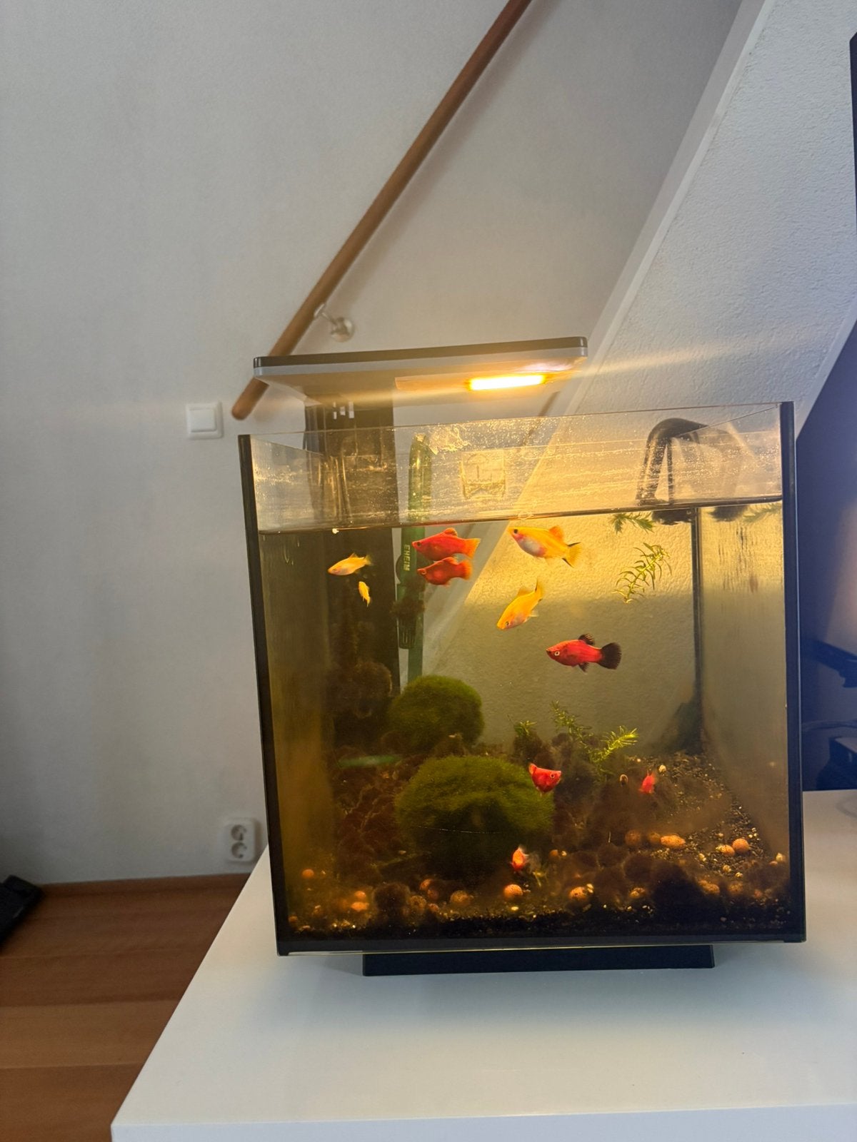 SuperFish aquarium 30liter, Superfish, Ophalen, Inclusief vissen, Gevuld zoetwateraquarium