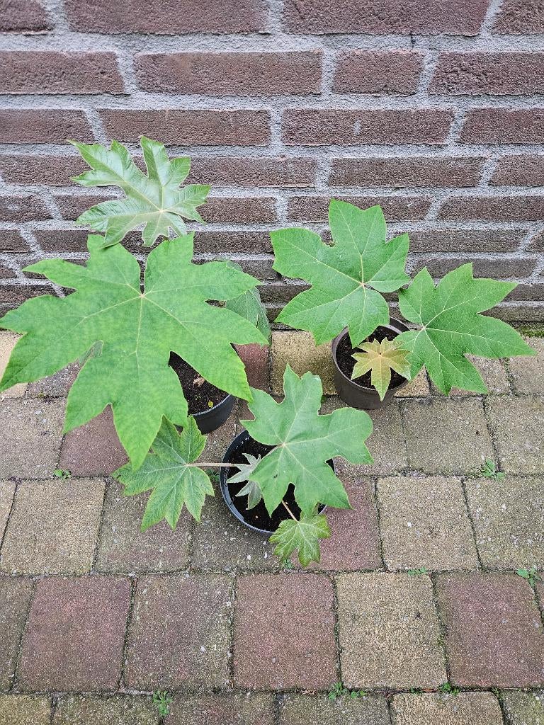 Tetrapanax papyrifera `Steroidal Giant` - Rijstpapierplant, Tuin en Terras, Planten | Tuinplanten, Ophalen, Overige soorten, Volle zon